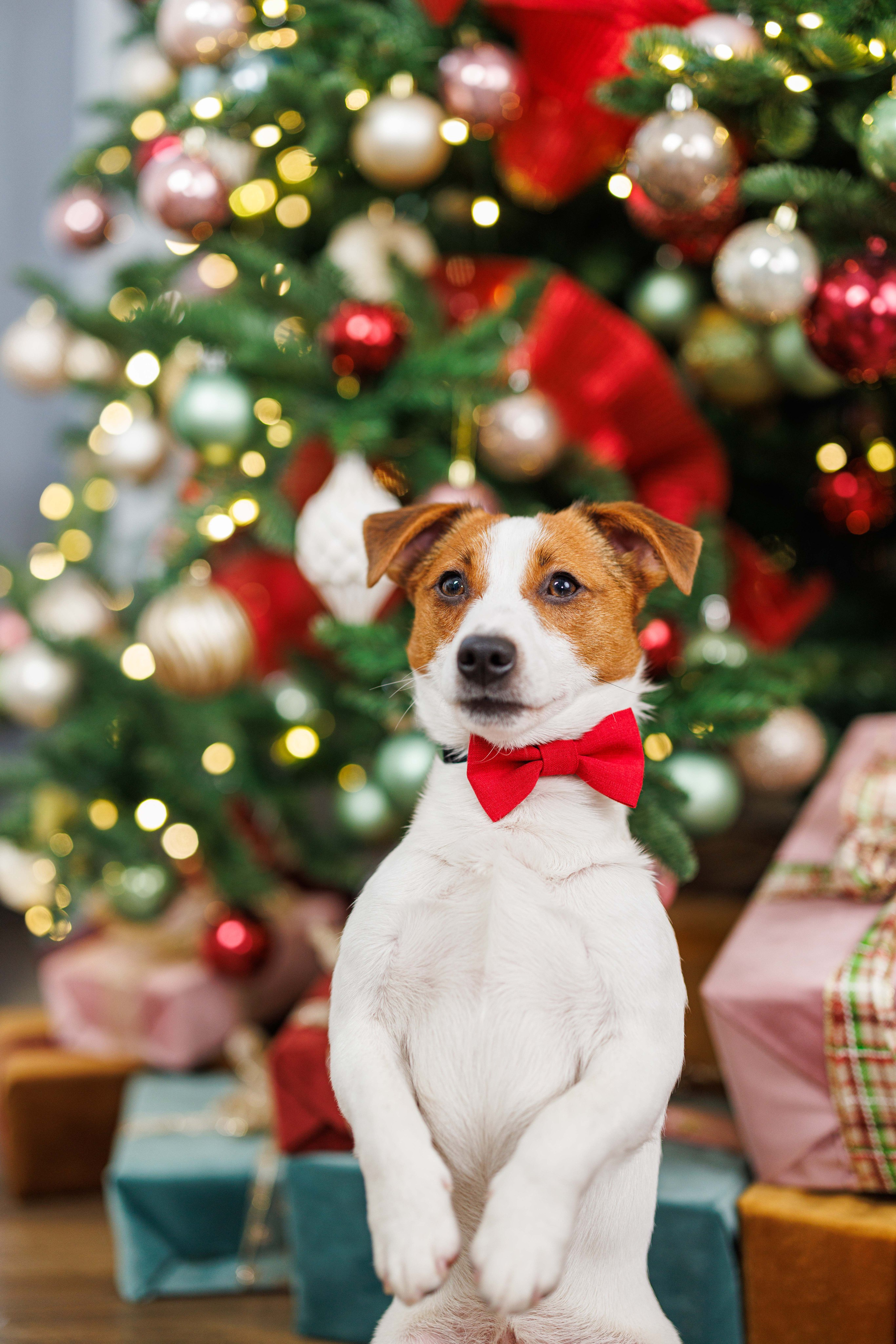 Животные. Фотограф Балаев Михаил