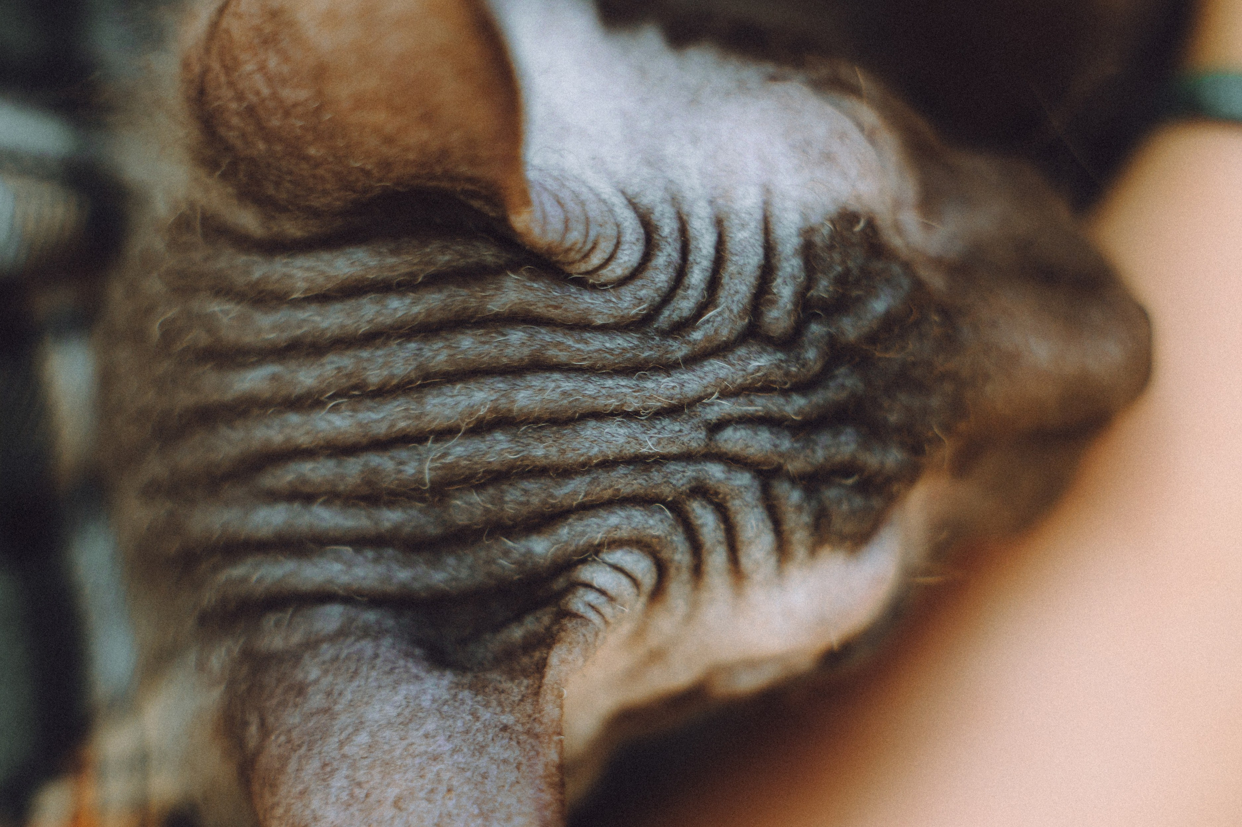 Кокос, Света, Динара и Вилли