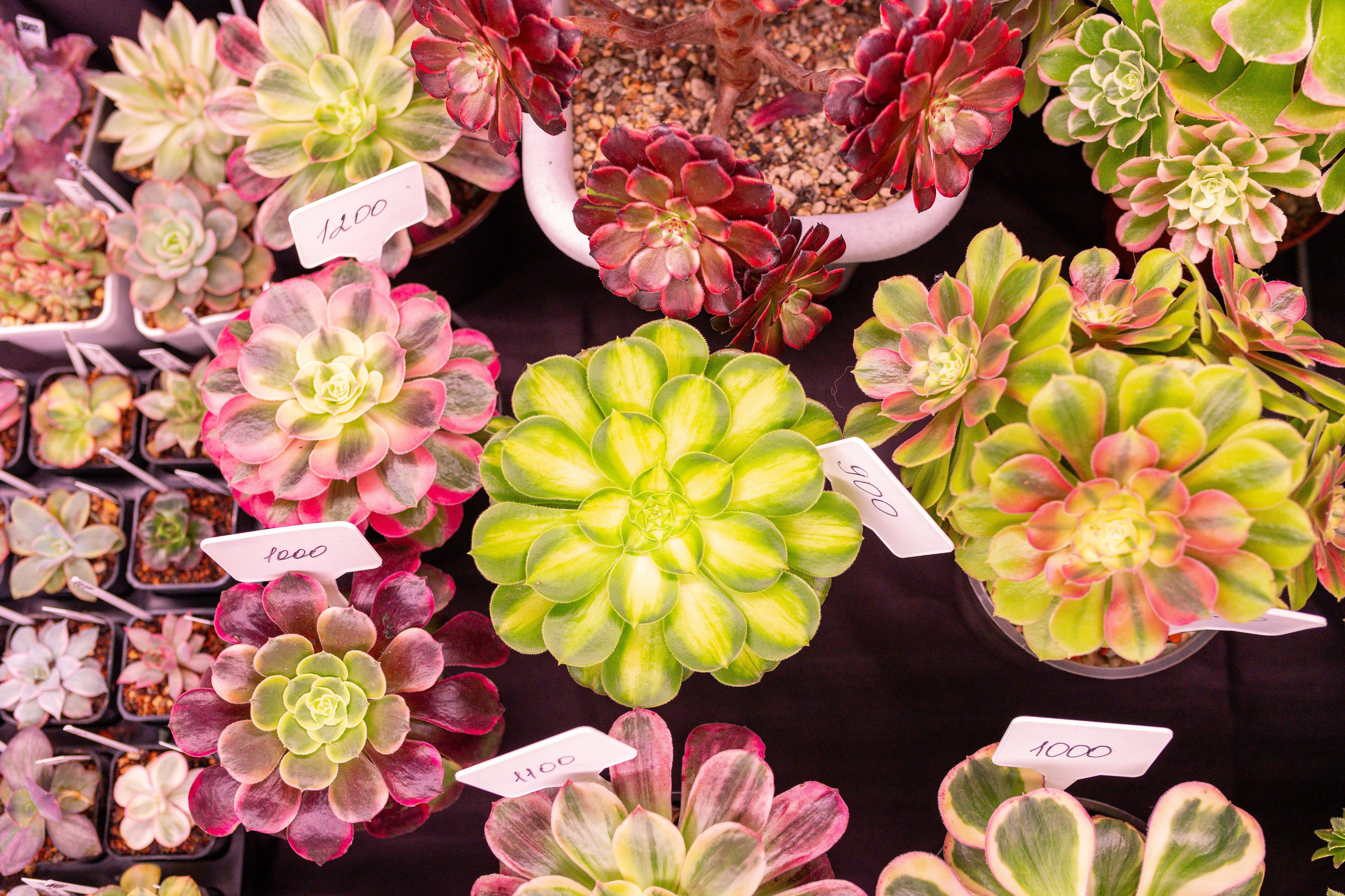 Монстериум 11–12 октября. Александра Куликова фотограф, Москва