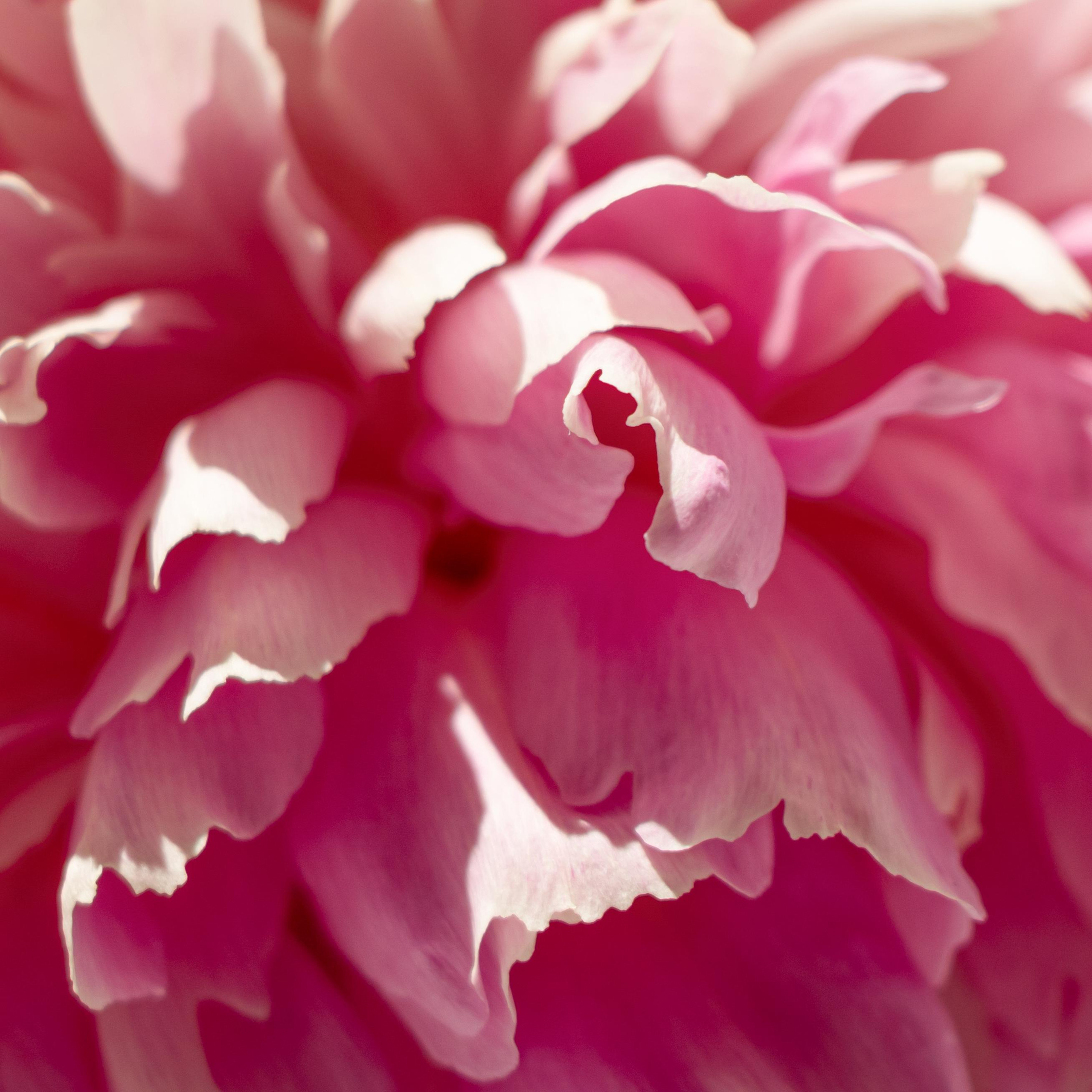 Магазин женского белья «Lingerie». Лиза Кутанина — семейный фотограф и фотограф беременных в Жуковском