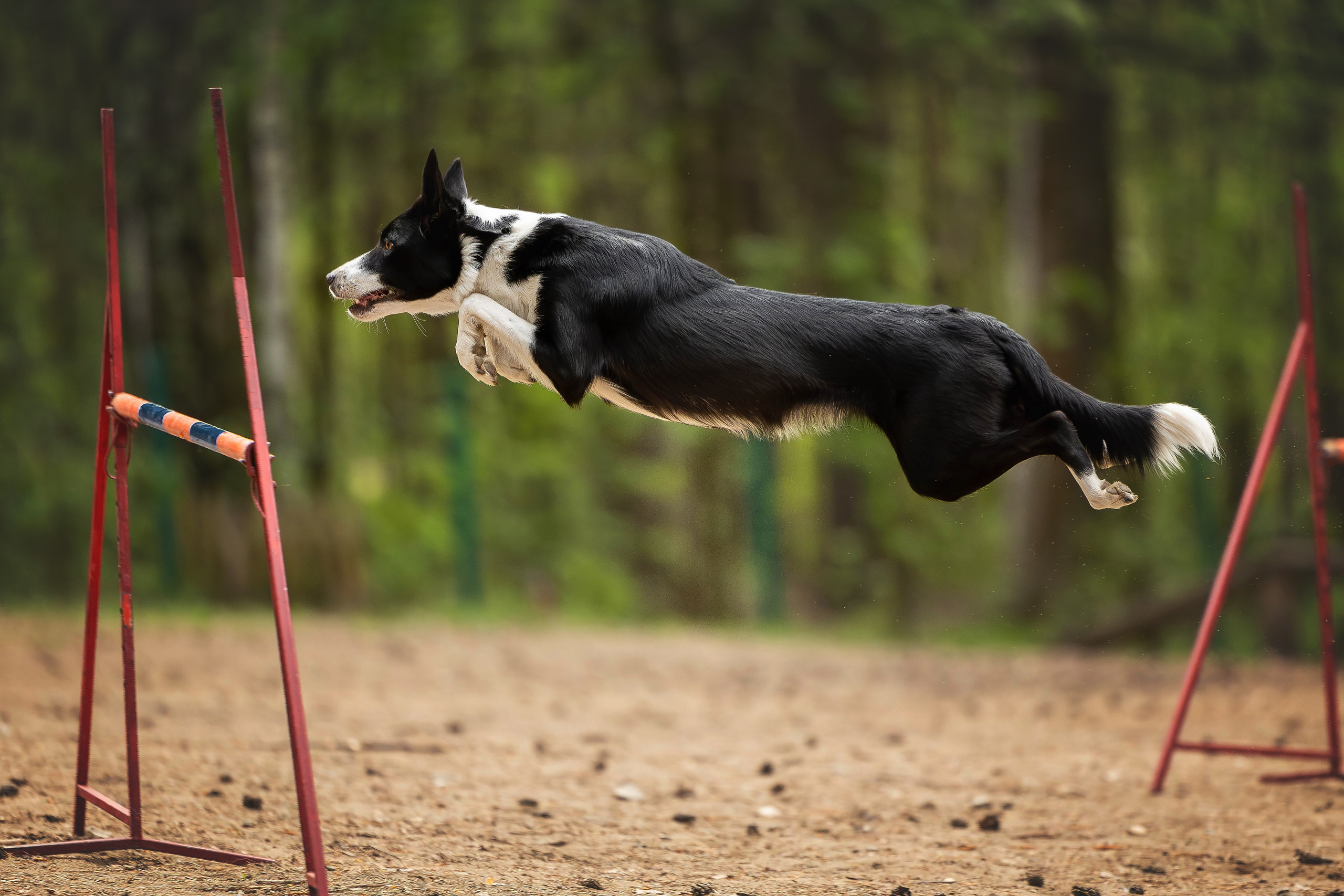 Тренировка аджилити. Фотограф Анималист в Перми Анастасия Остерман