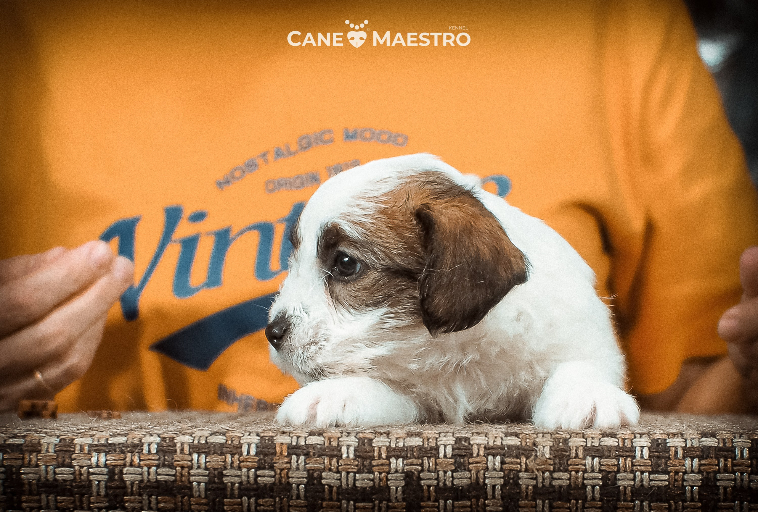 Сук_21_12_25. CANE MAESTRO — kennel Jack Russell Terrier