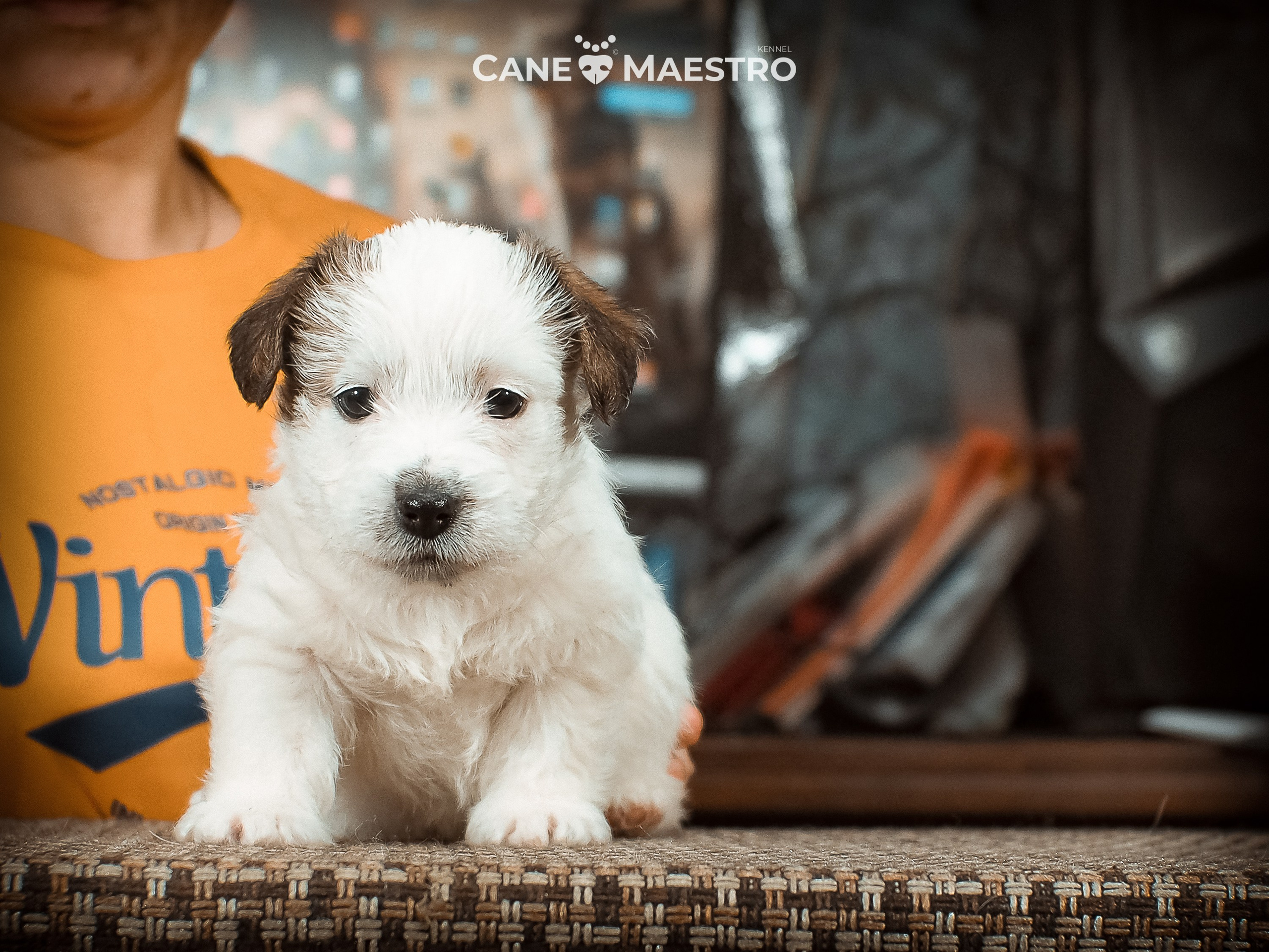КОБ_Б_МОНОКЛЬ. CANE MAESTRO — kennel Jack Russell Terrier