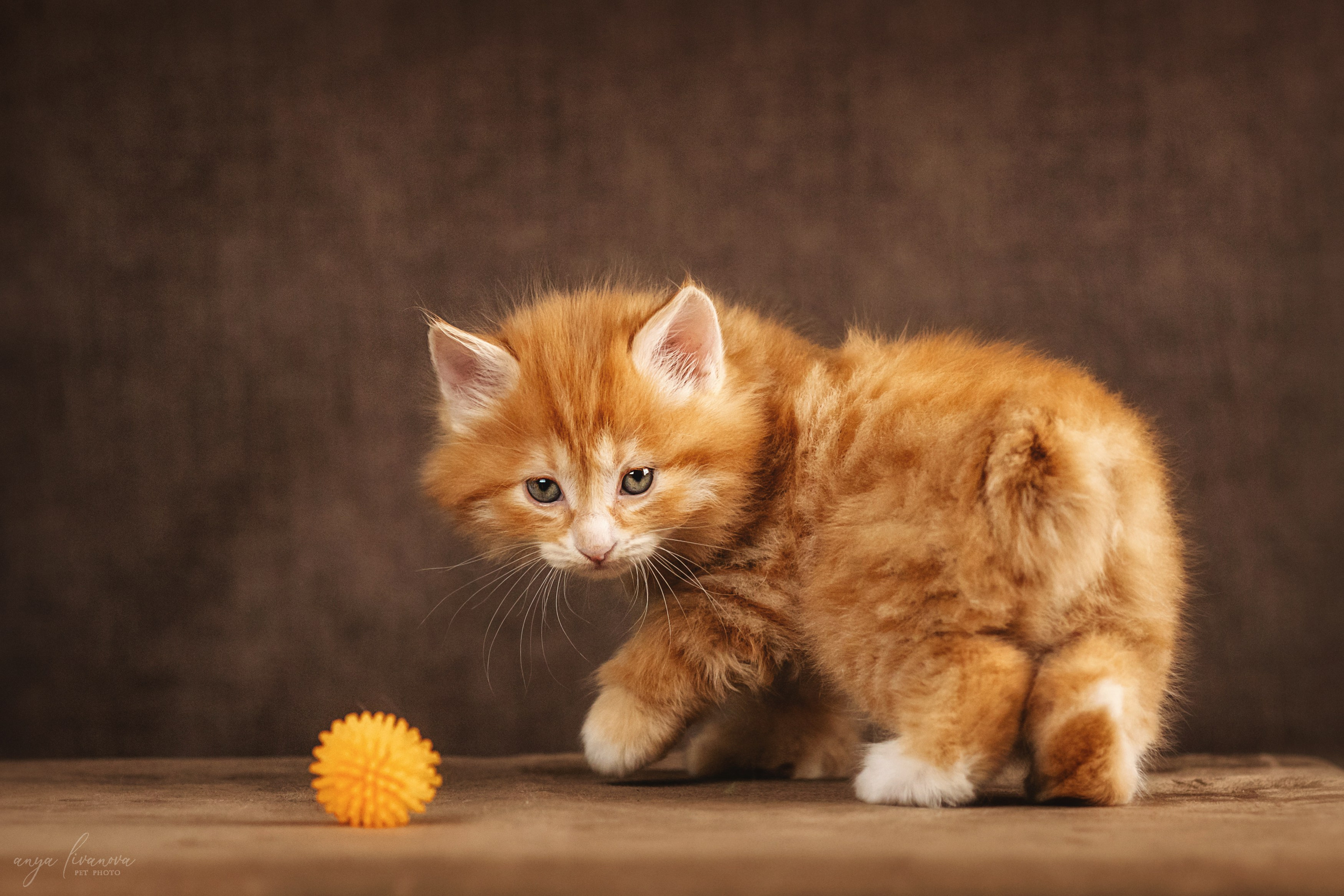Курильские бобтейлы. Фотограф анималист Аня Ливанова | Рыбинск
