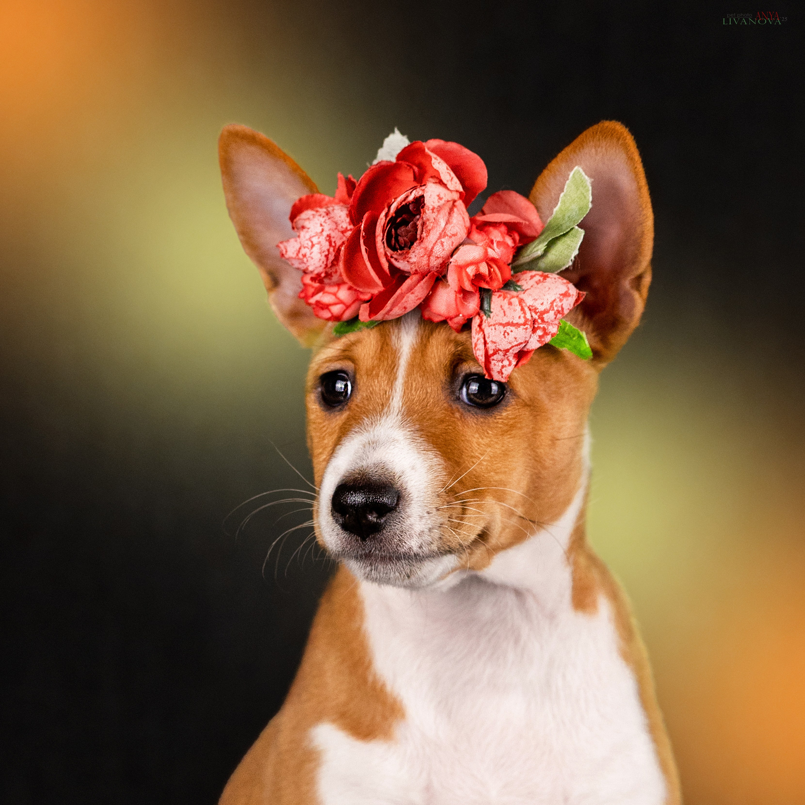 Басенджи. Фотограф анималист Аня Ливанова | Рыбинск