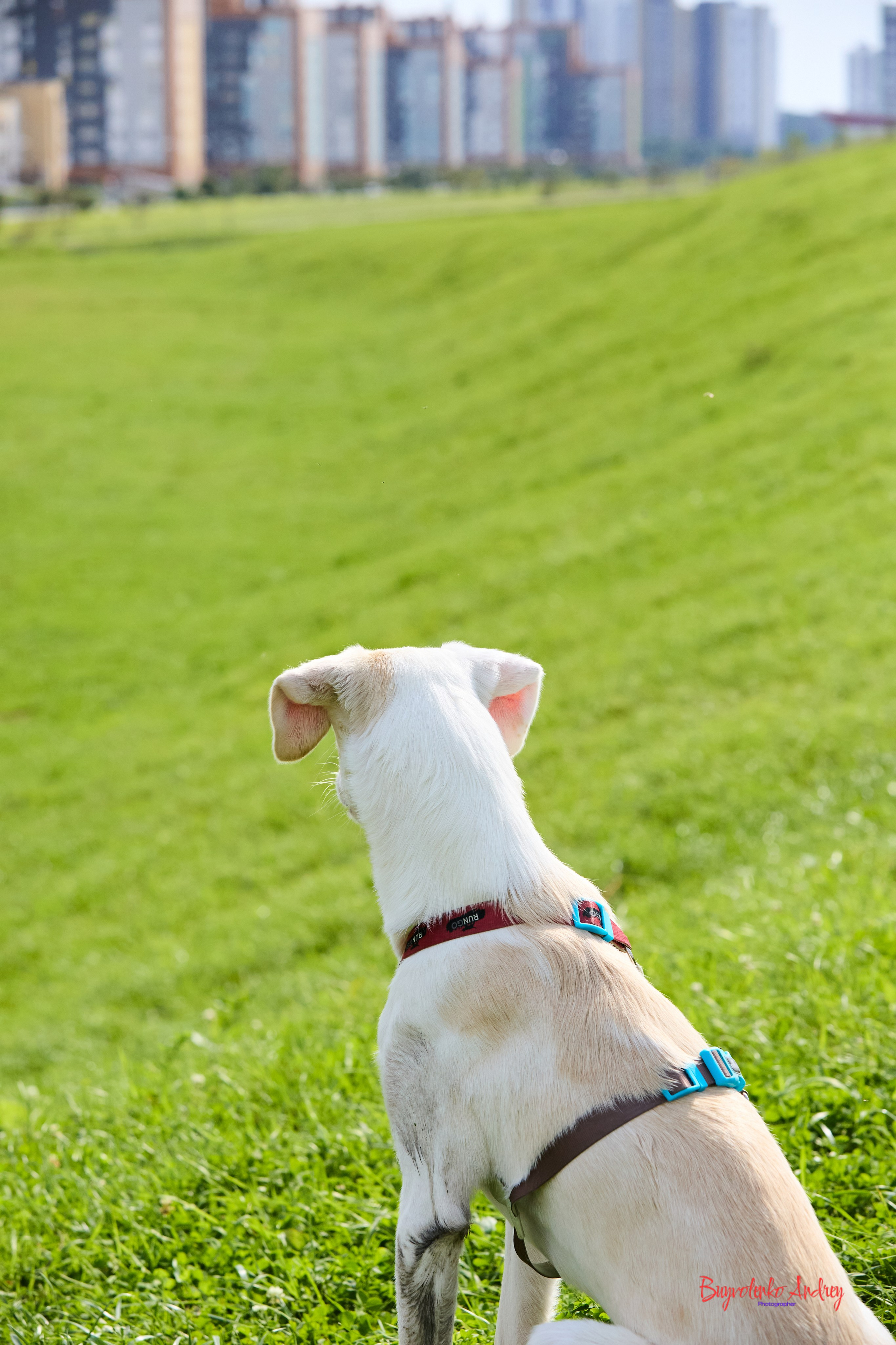 Проект фотопрогулка с хвостиком. Buyvolenko Andrey