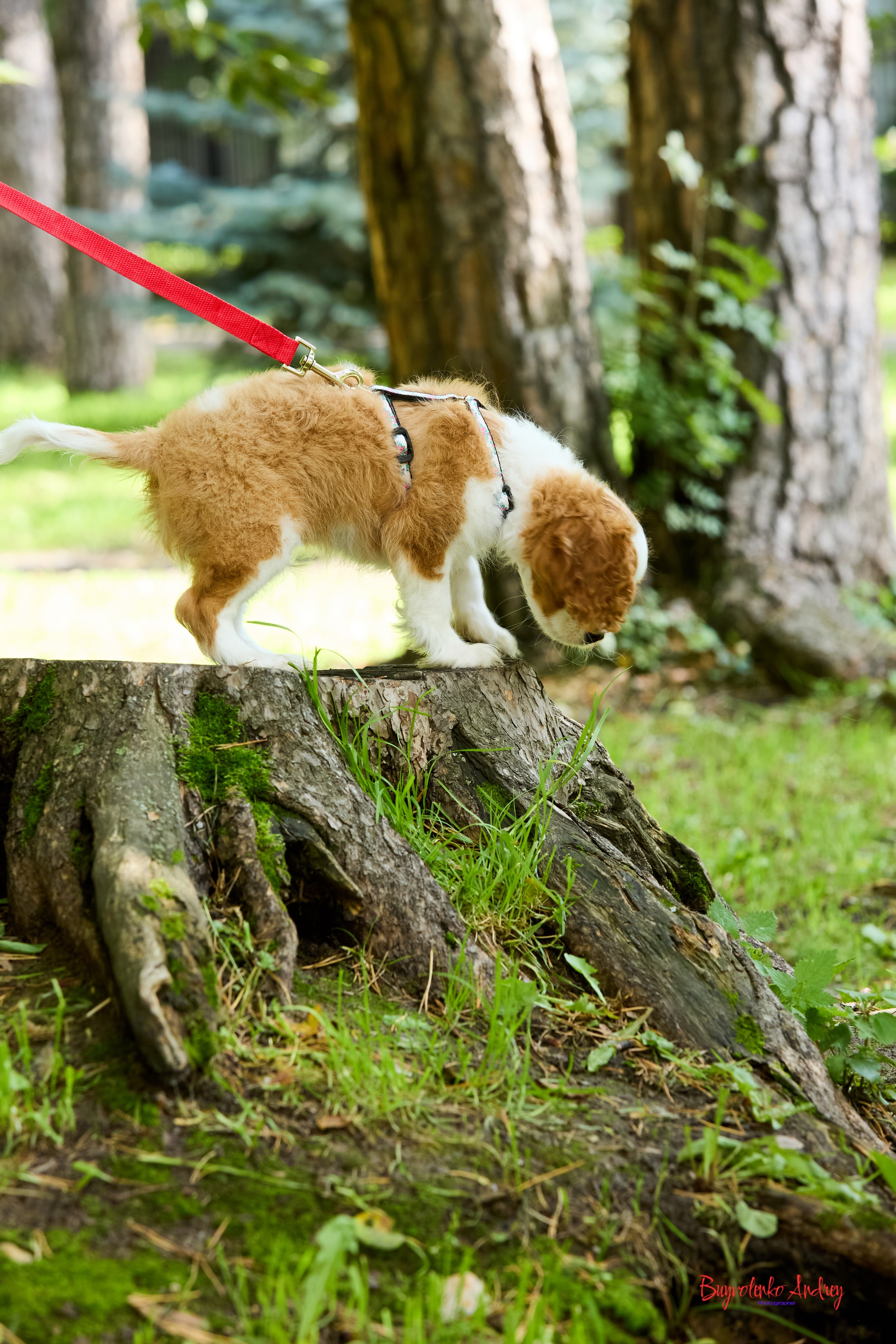 Фотопрогулка с кавалерами. Buyvolenko Andrey