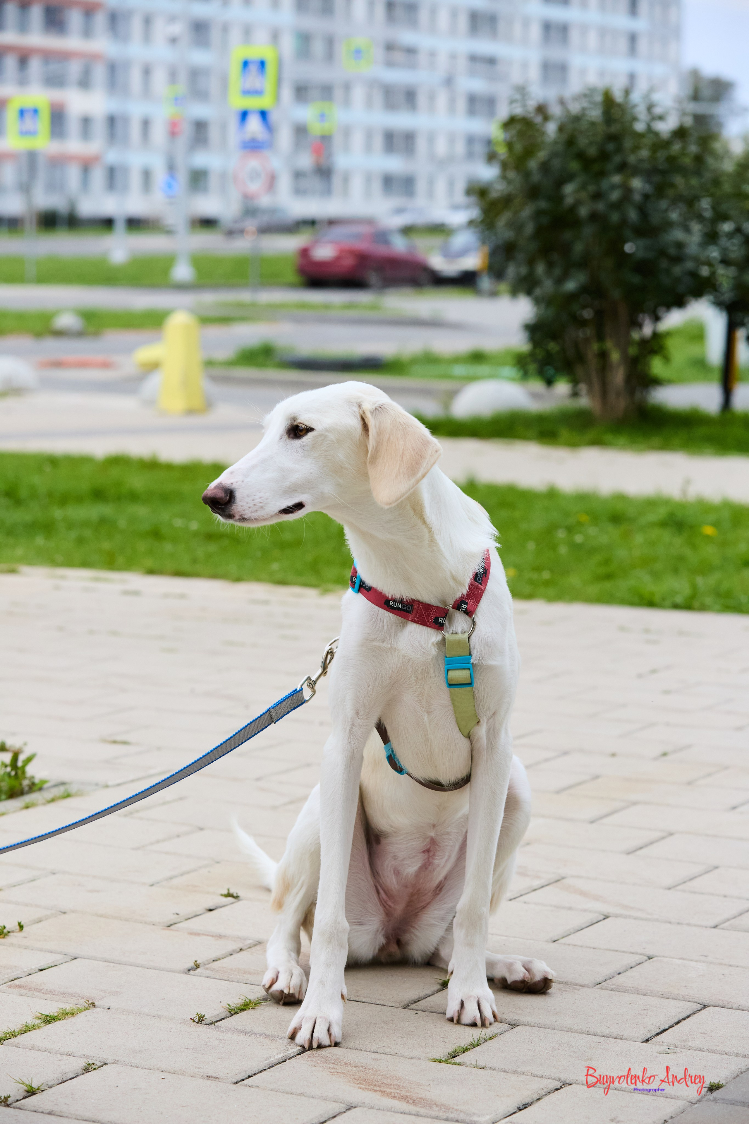 Проект фотопрогулка с хвостиком. Buyvolenko Andrey