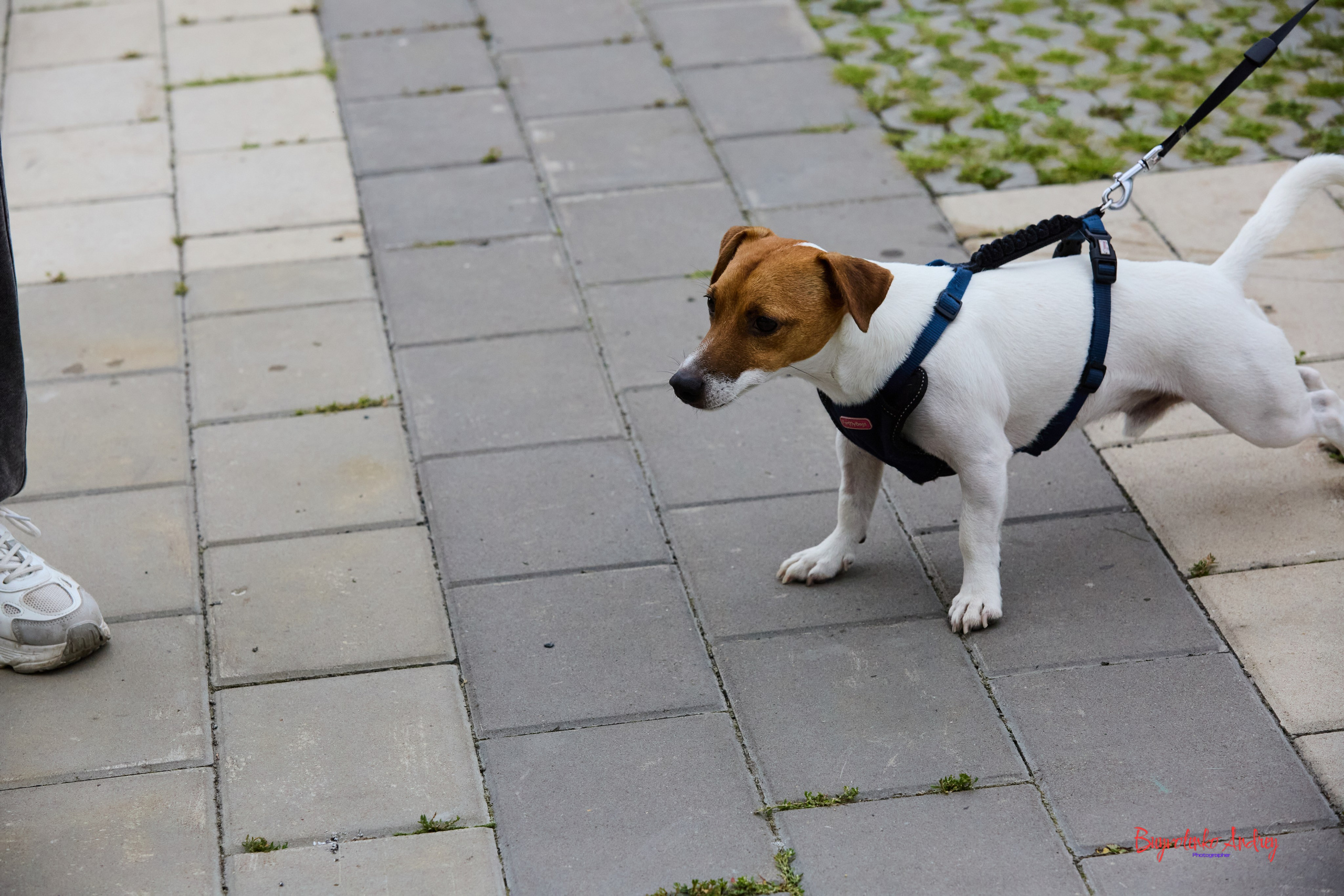 Проект фотопрогулка с хвостиком. Buyvolenko Andrey