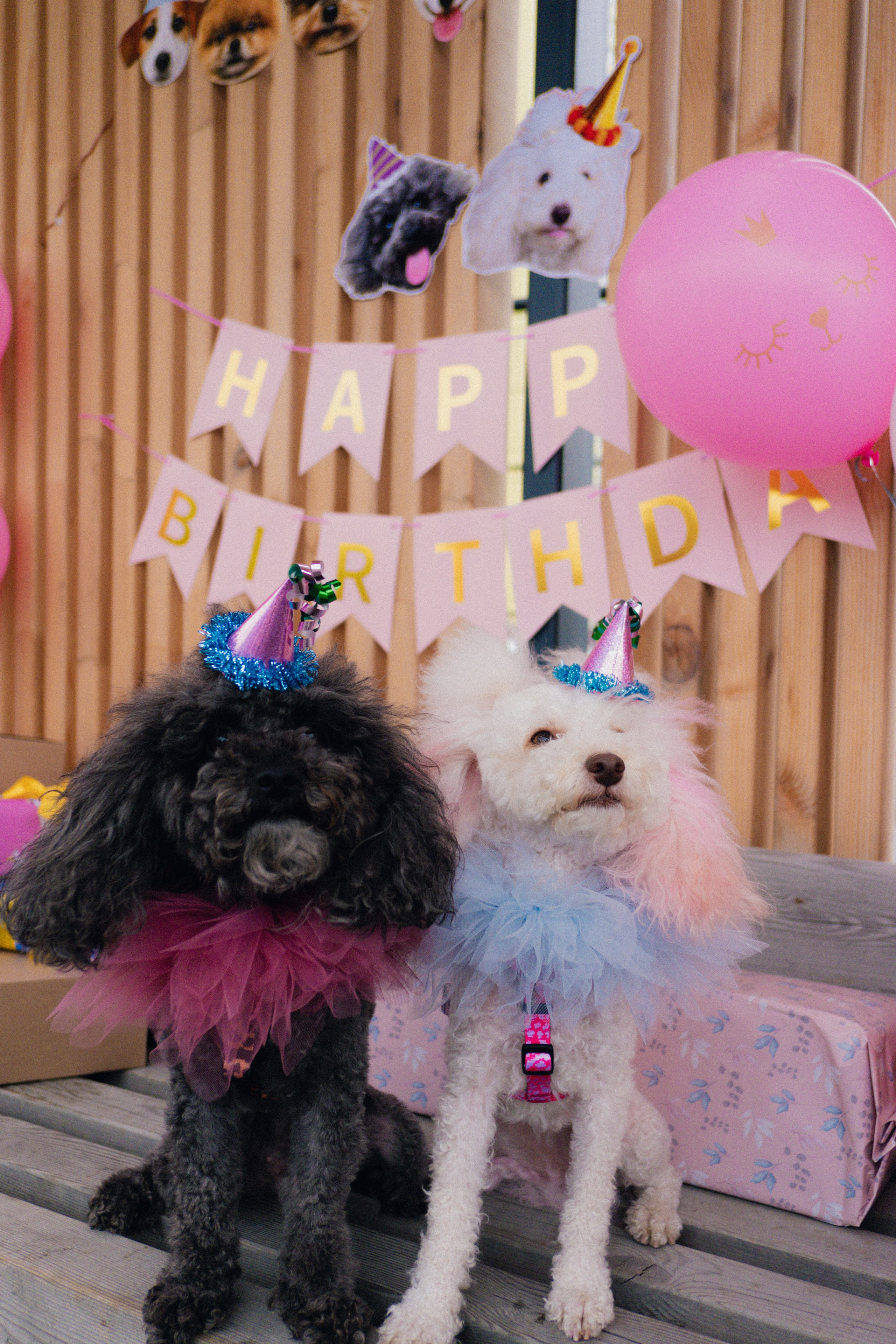 Pets. Фотограф в Москве Daria Lens