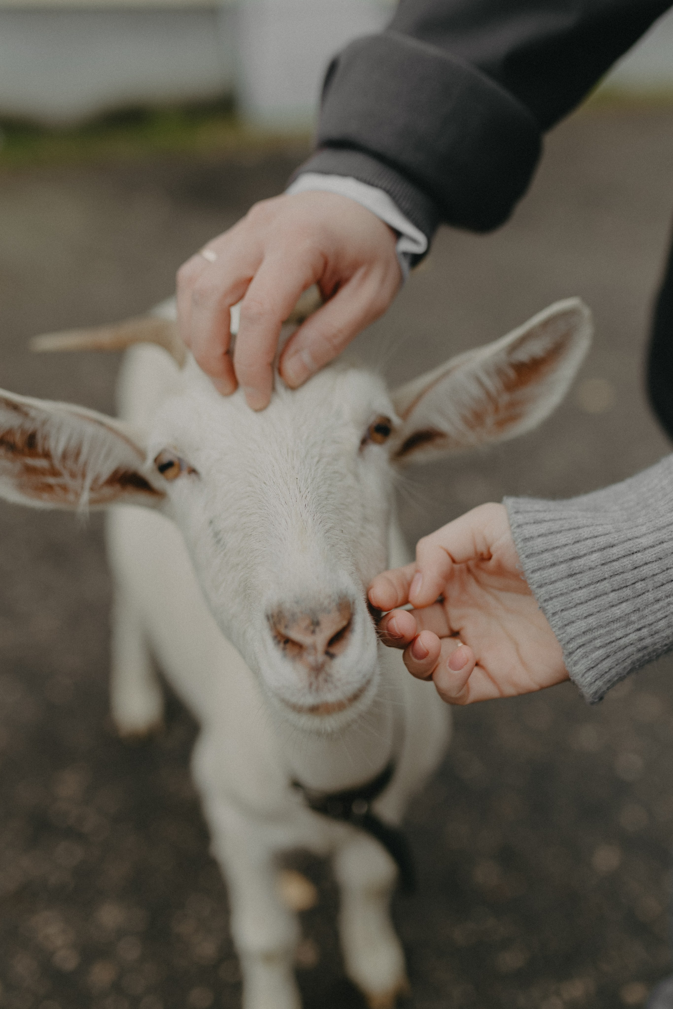 Диана и Антон. Свадебный и семейный фотограф Женя Добрянская в Нижнем Новгороде
