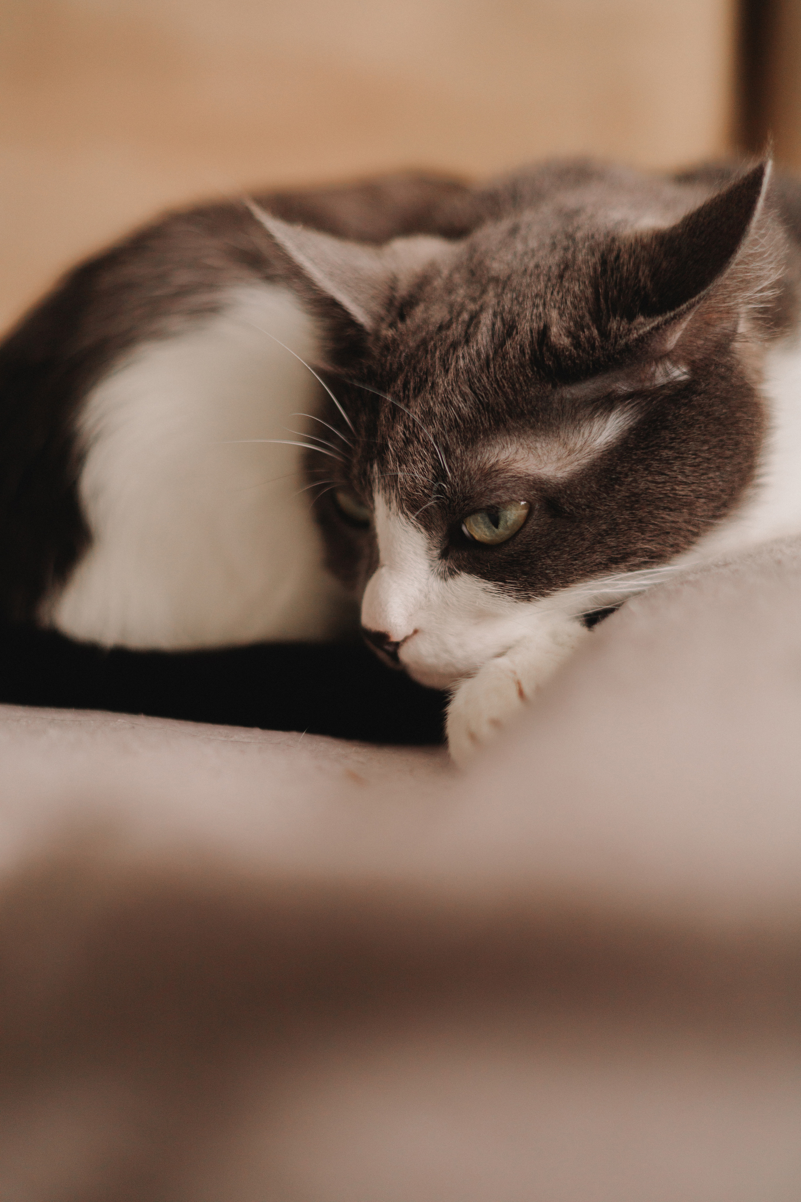 Домашний фотограф. Детский и семейный фотограф  Биробиджан Оля Светагор