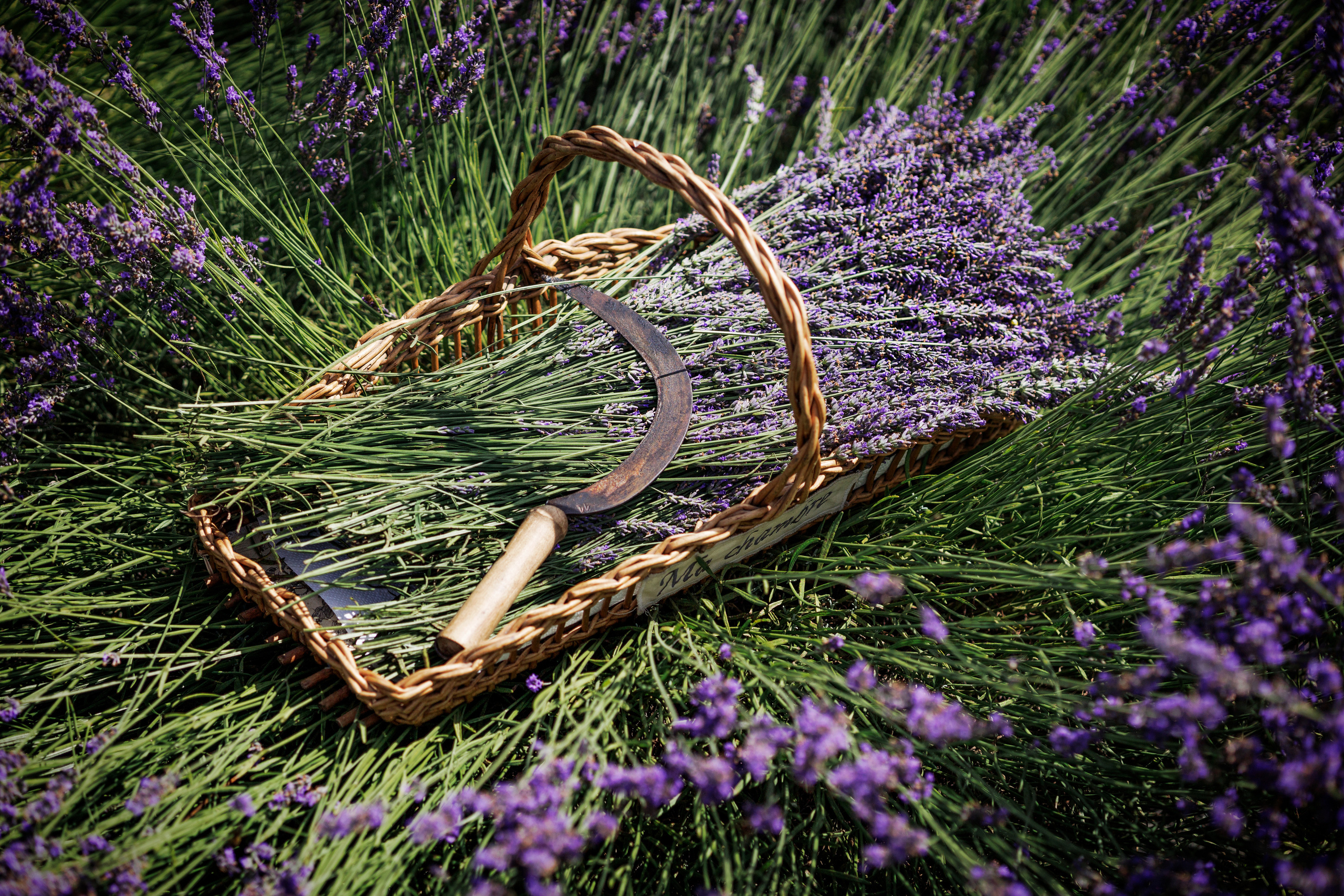 Лавандовый бизнес. Портретная и индивидуальная фотосъёмка в Граце и Тюмени