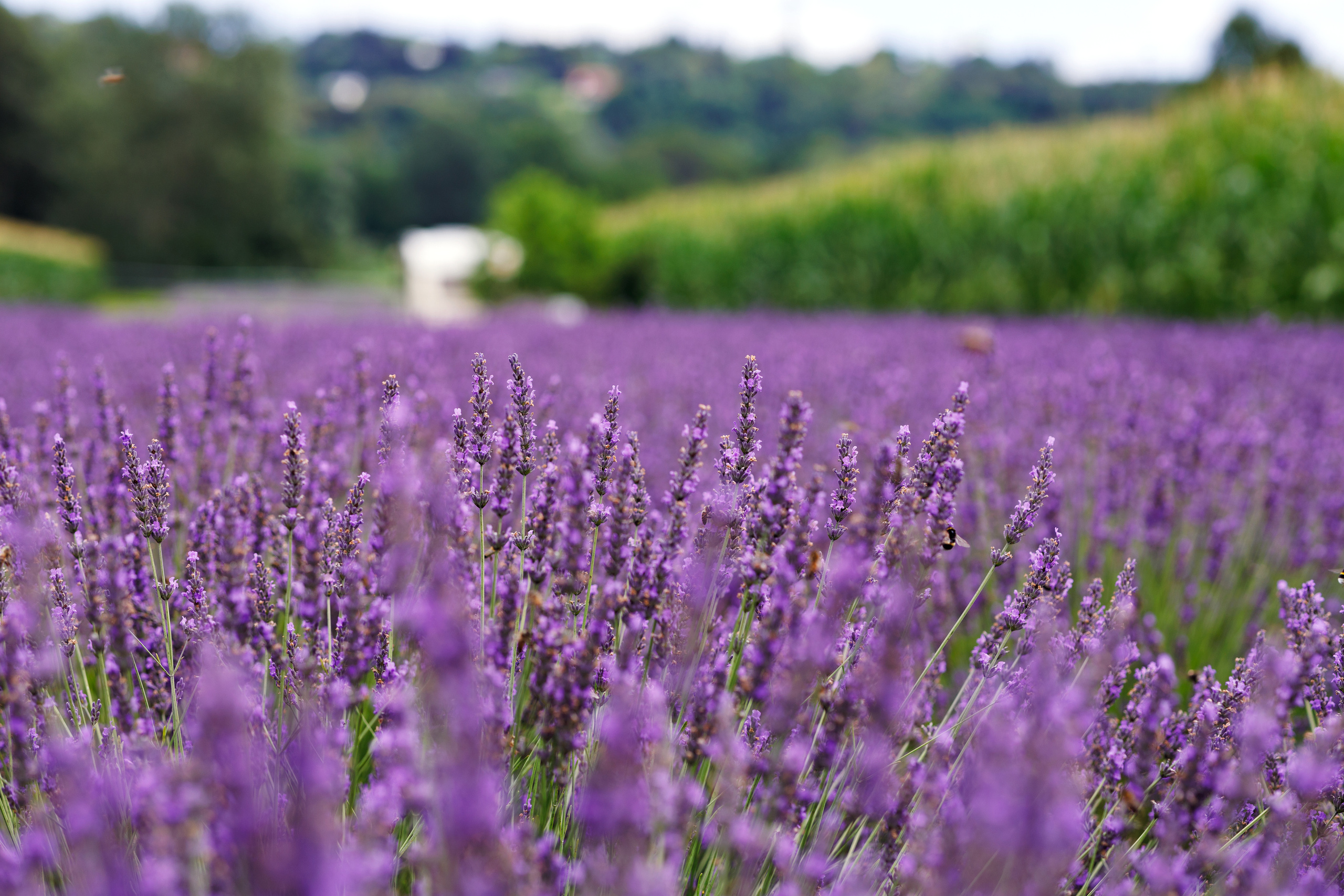 Лавандовый бизнес. Портретная и индивидуальная фотосъёмка в Граце и Тюмени