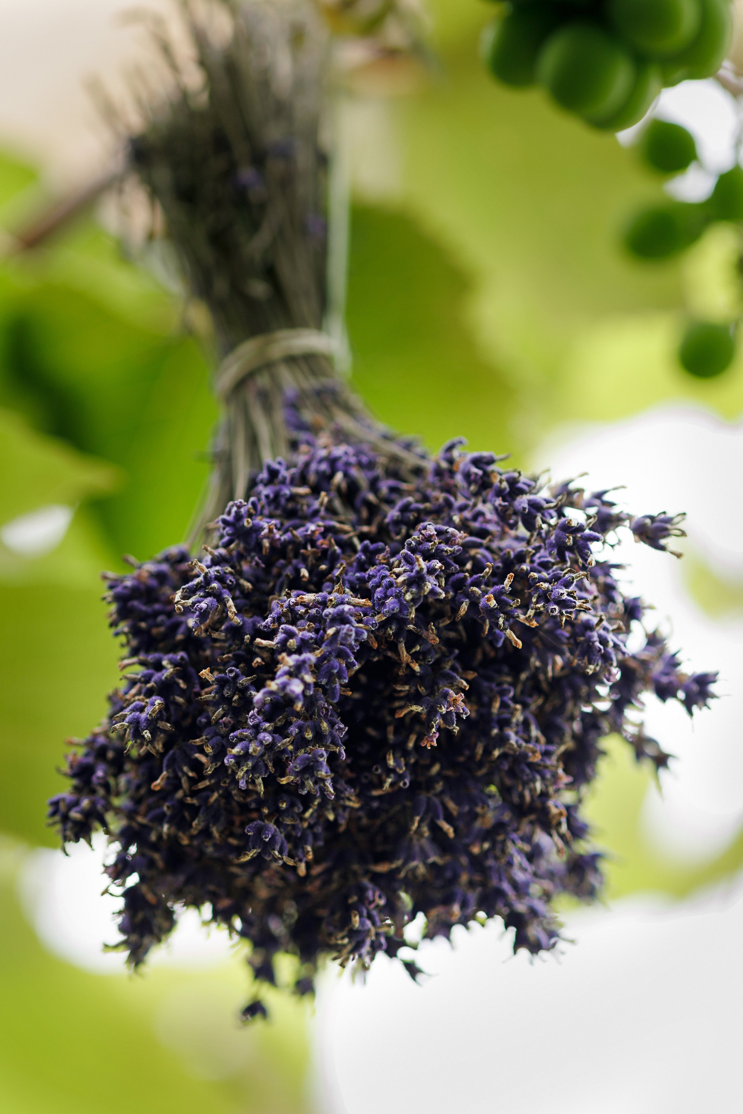 Лавандовый бизнес. Портретная и индивидуальная фотосъёмка в Граце и Тюмени