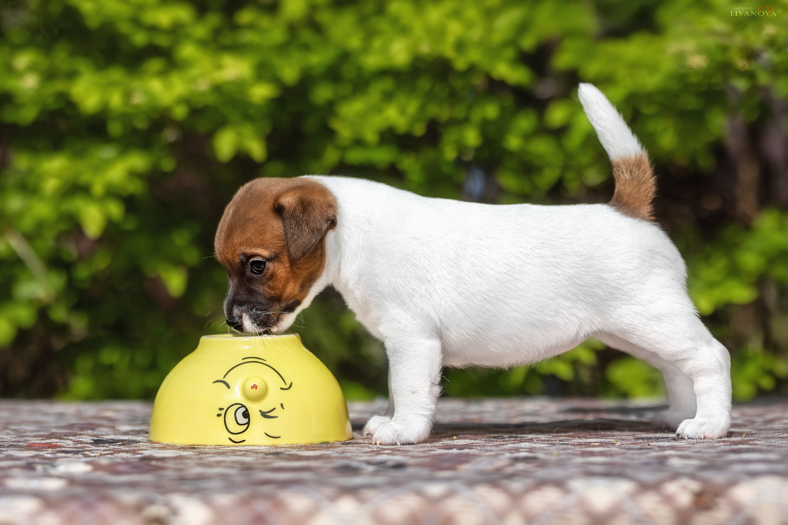 ДРТ. Фотограф анималист Аня Ливанова | Рыбинск