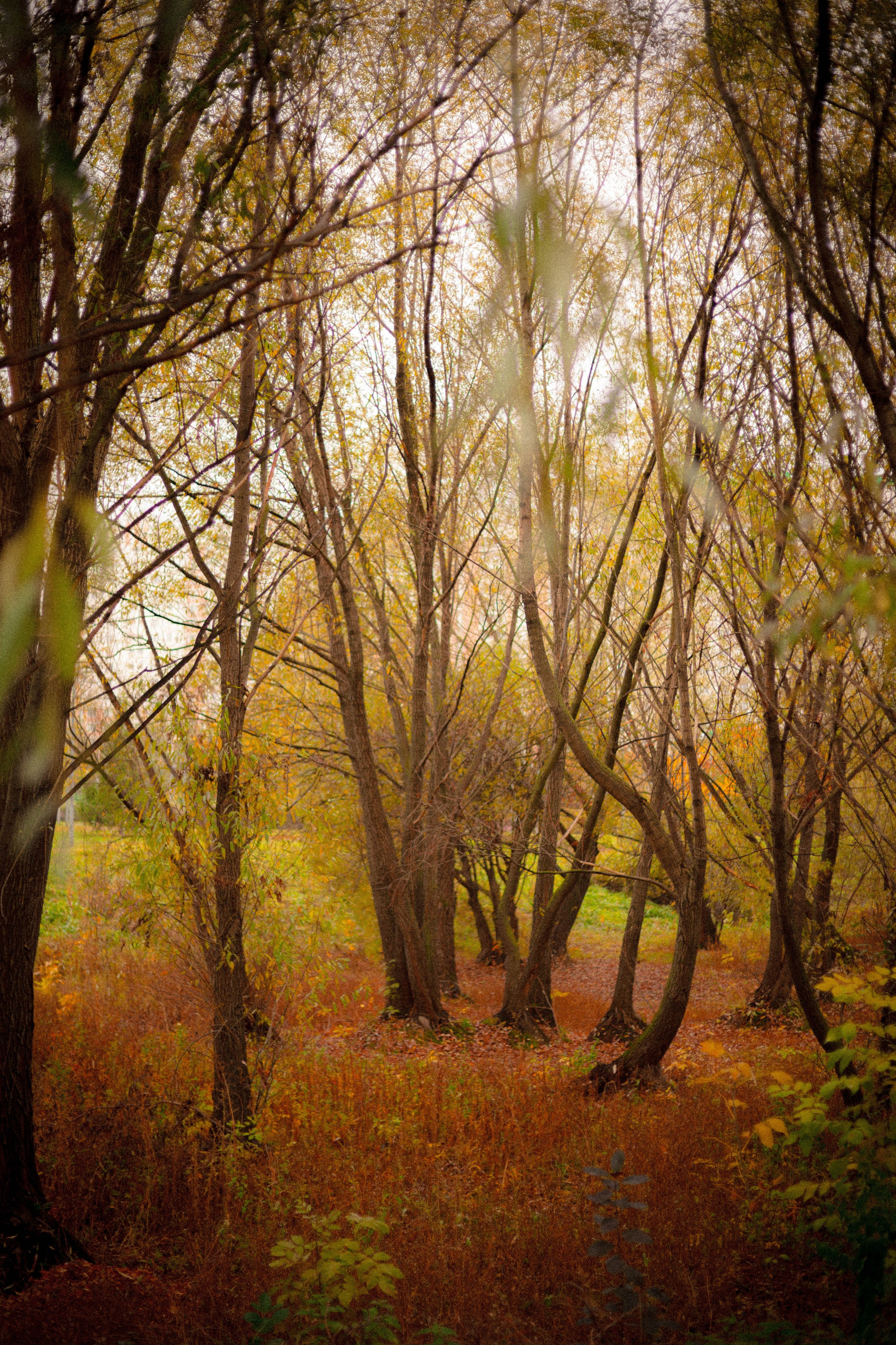 Осенняя серия. Фотограф в Москве. Екатерина Митина