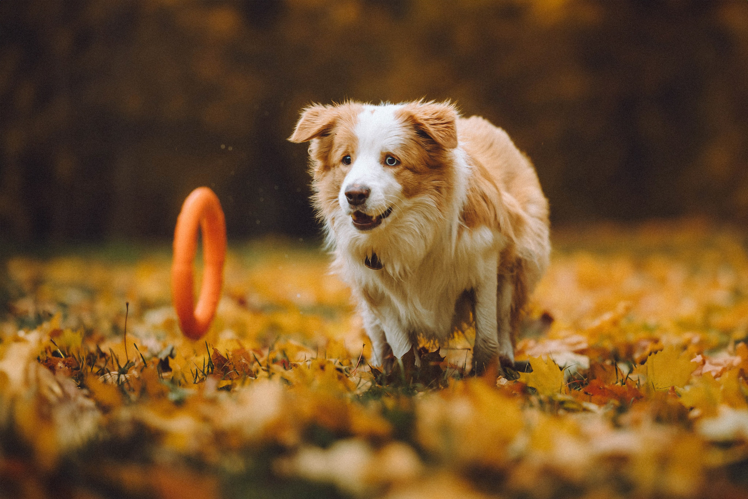 Алина, Витя и Асти