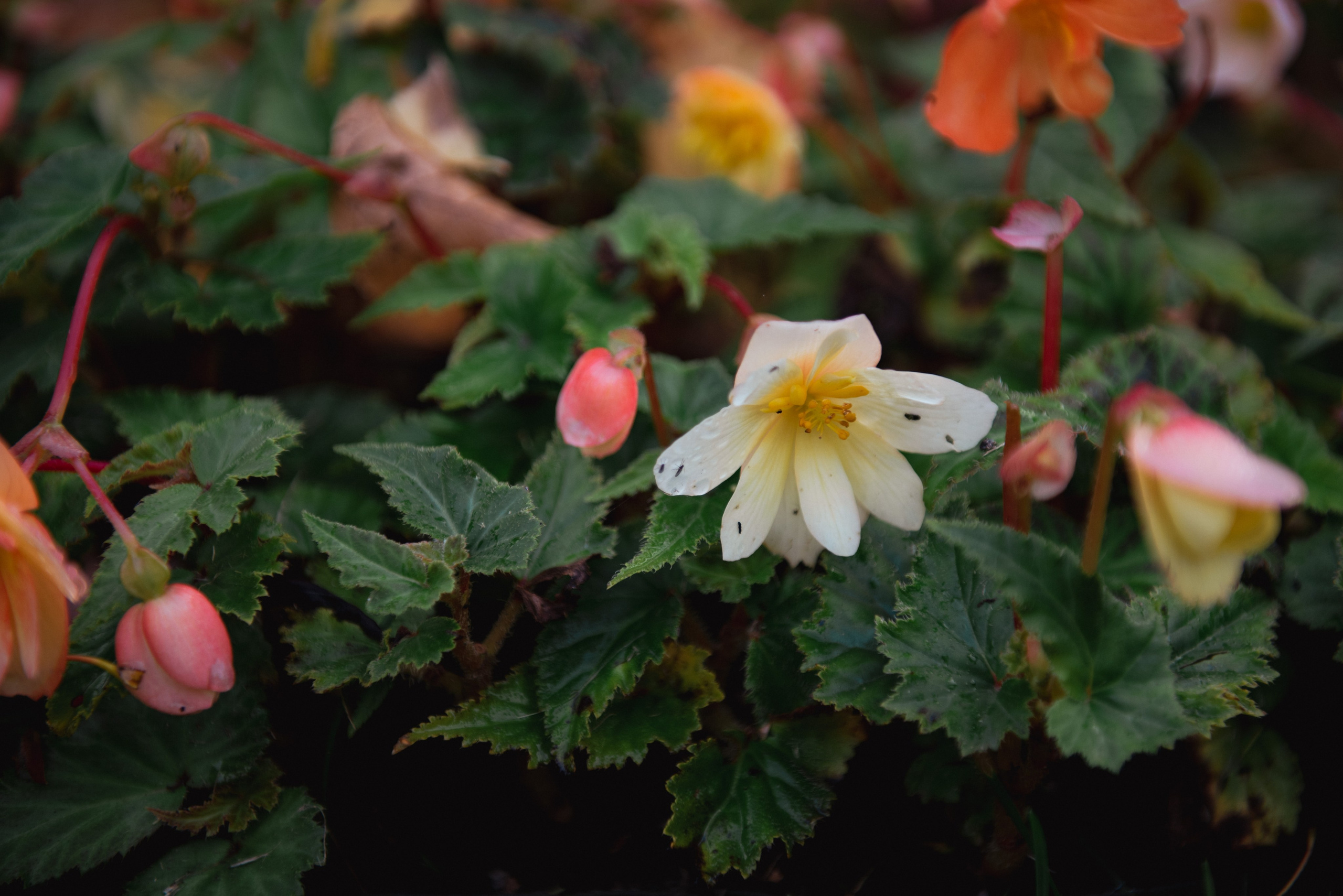 Осень. Портретный и архитектурный фотограф в Москве и Санкт-Петербурге