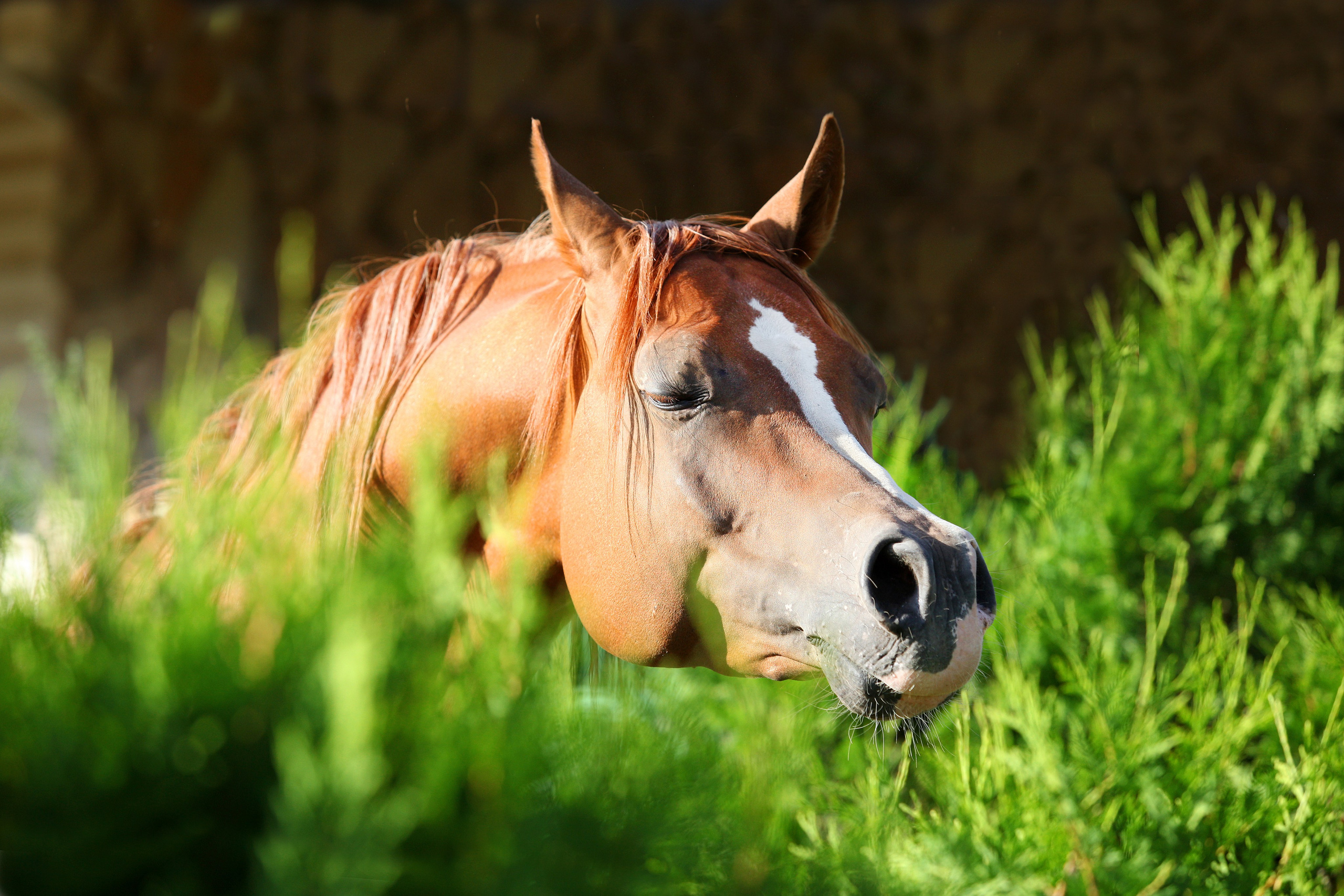 Лошади. Фотограф-анималист Юлия Удовенко