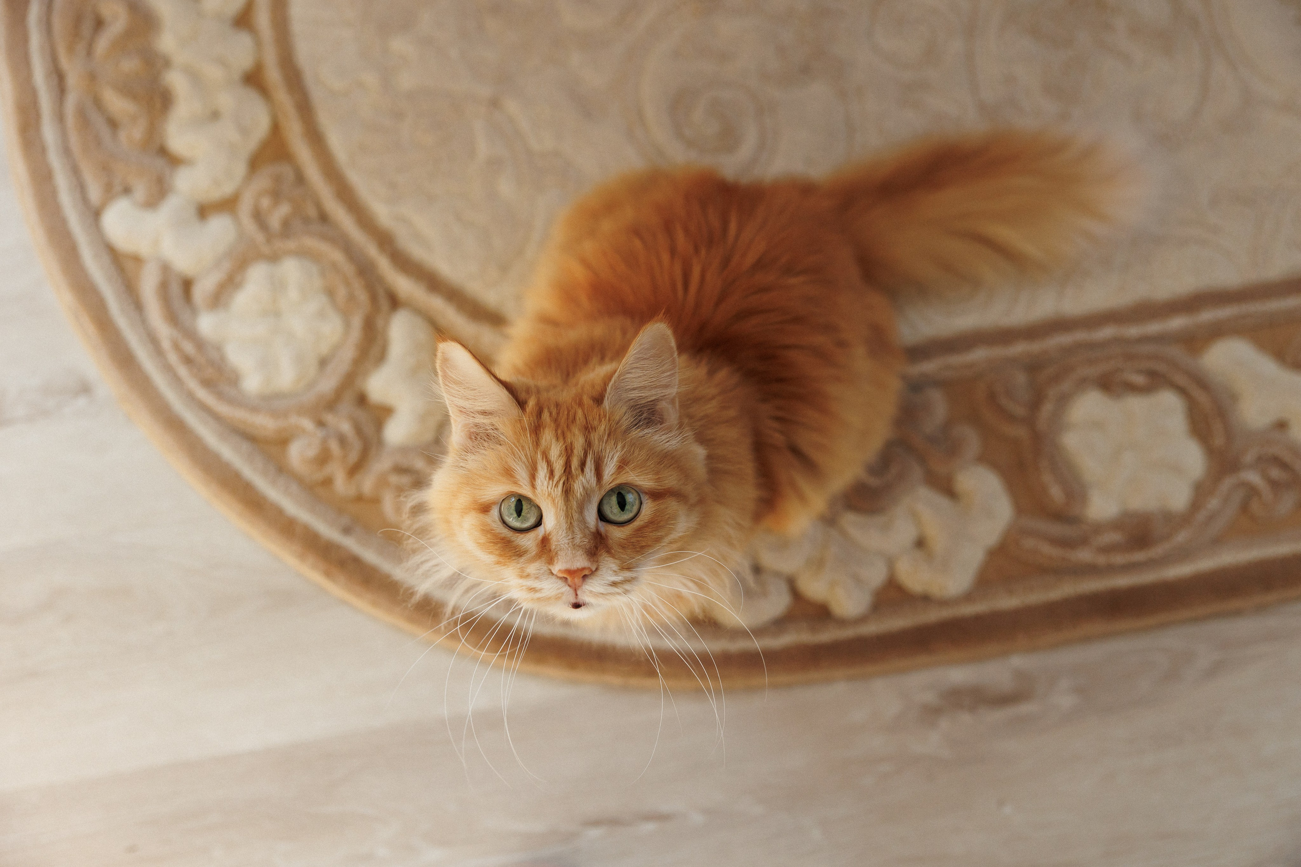 Дружная семья. Семейный фотограф Тюмень Ксения Дереглазова