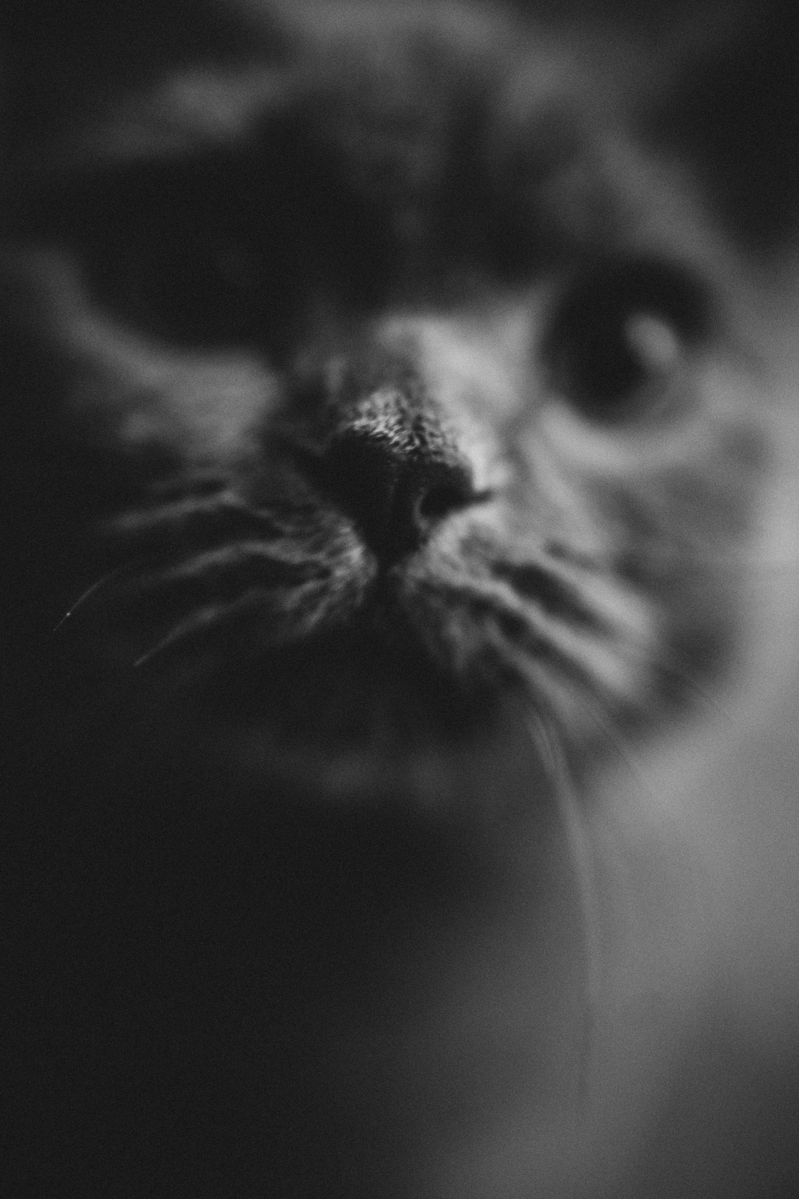 Таня, Андрей и Кирилл. Дьяконова Валерия семейный и детский фотограф в Санкт-Петербурге