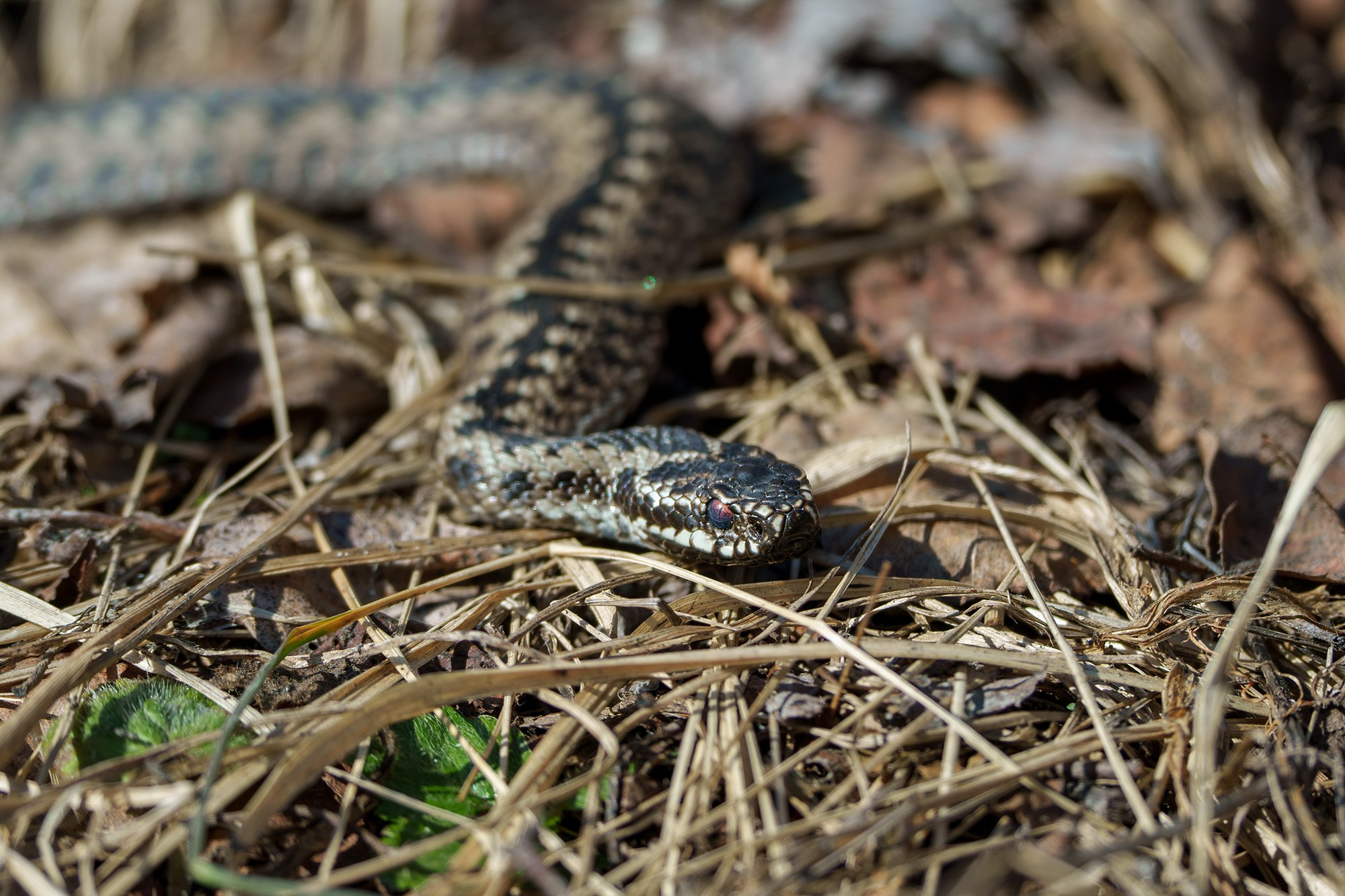 Животные. Ваш личный фотограф Марина Волкова