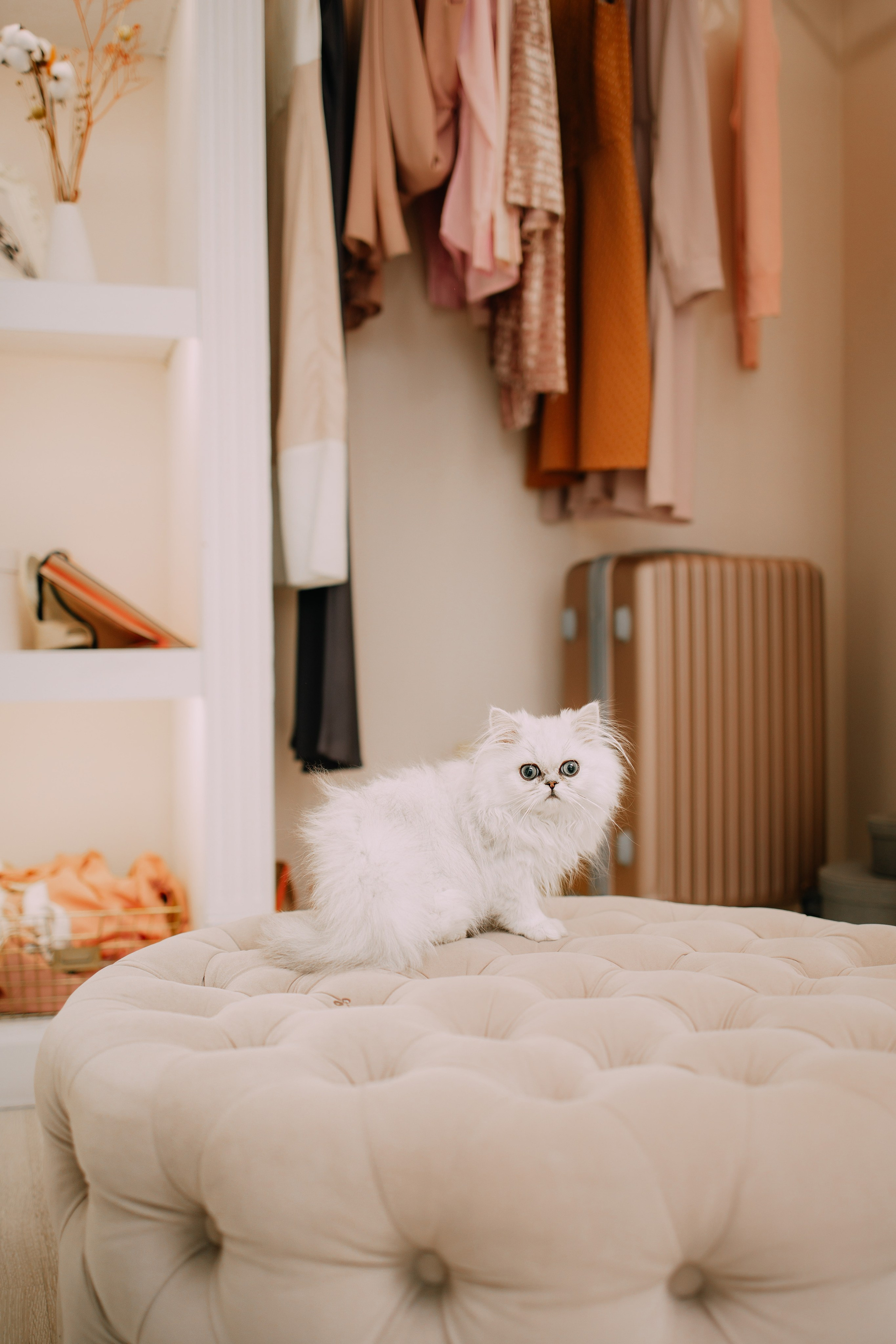 Султан, Мэй Мэй и Шанталь и их семья