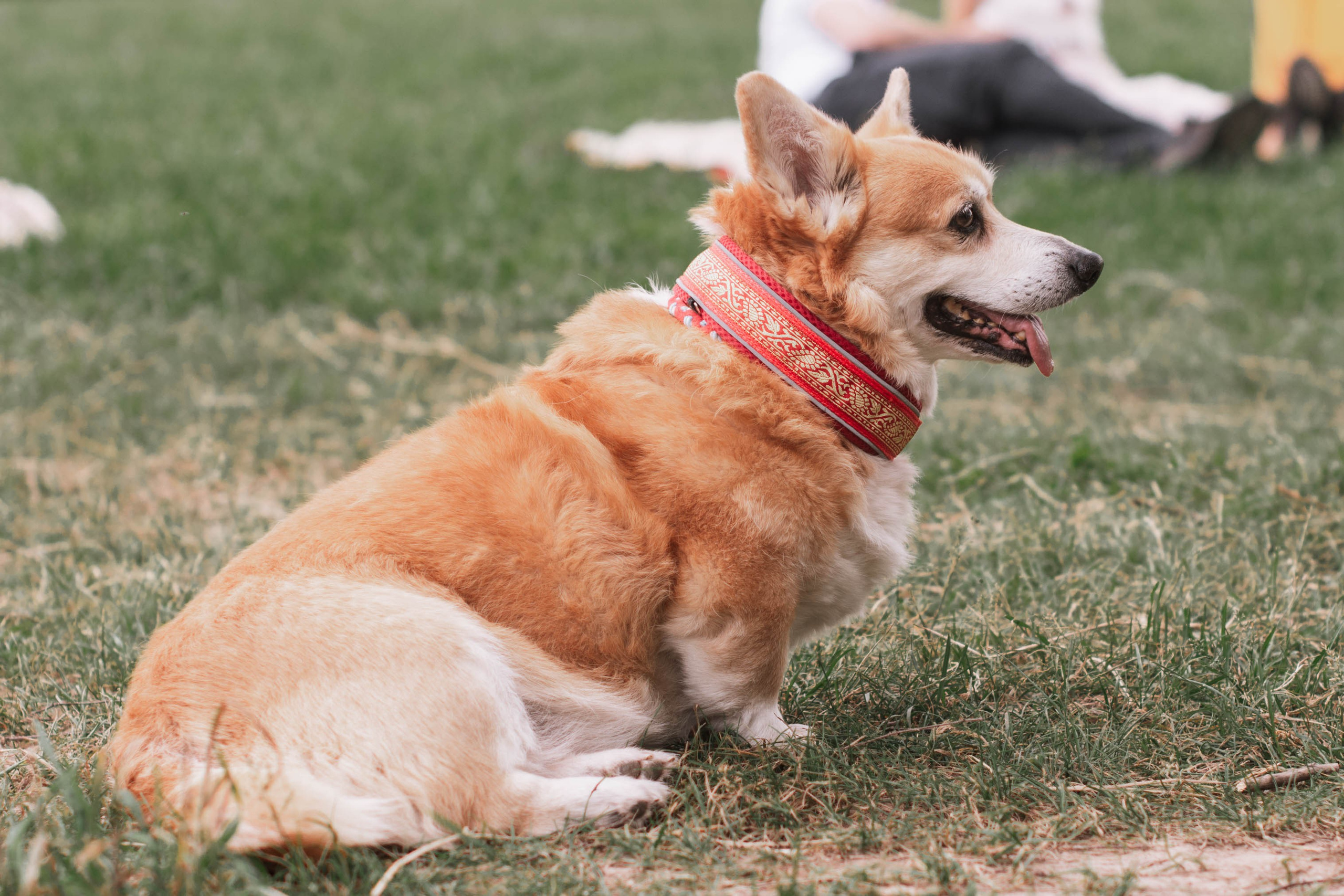 Репортаж встречи владельцев собак породы корги. Фотограф собак, анималист в Москве Кира Яковлева