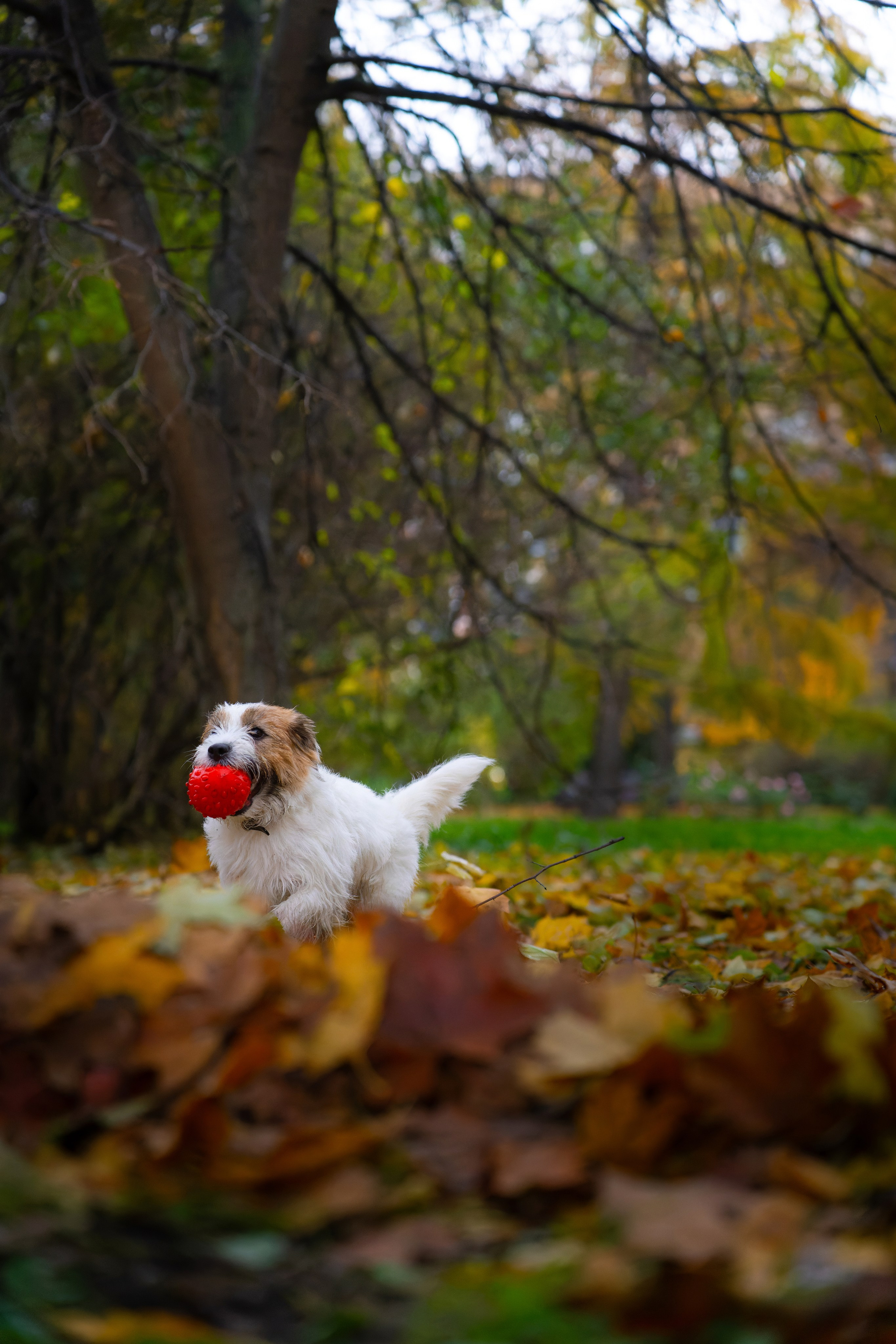 Птицы и животные. Oles Paritskiy