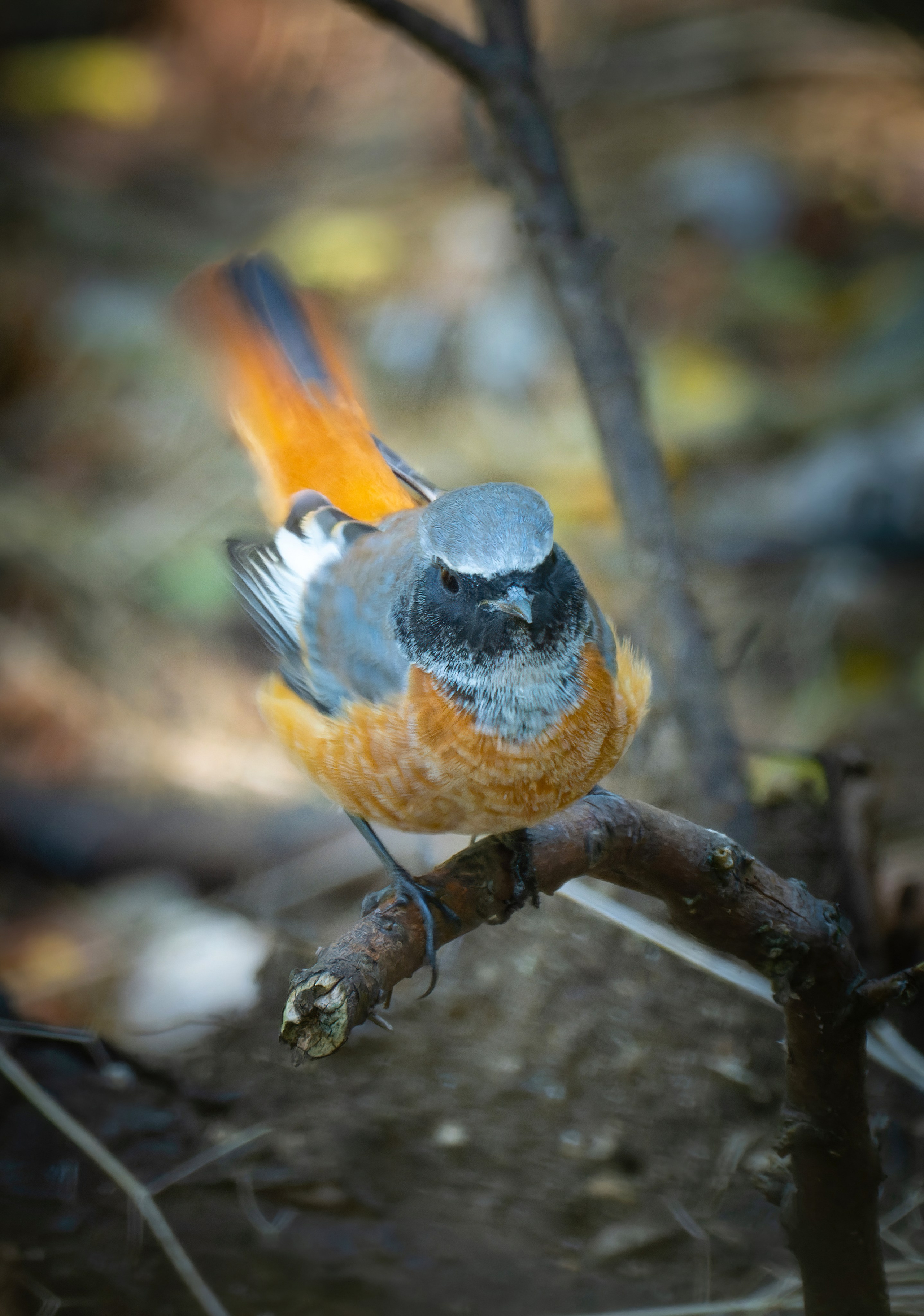 Птицы и животные. Oles Paritskiy