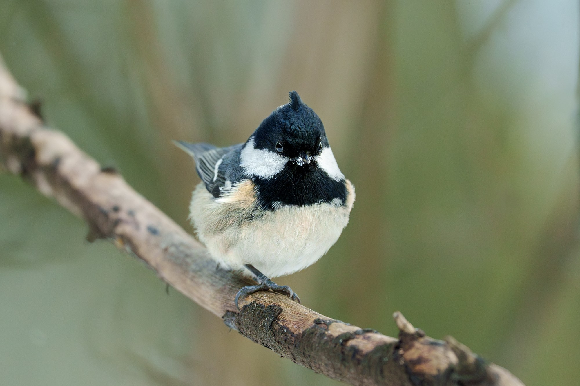 Удивительные мир птиц. Вокруг нас столько прекрасного — присмотритесь!. Ваш личный фотограф Марина Волкова