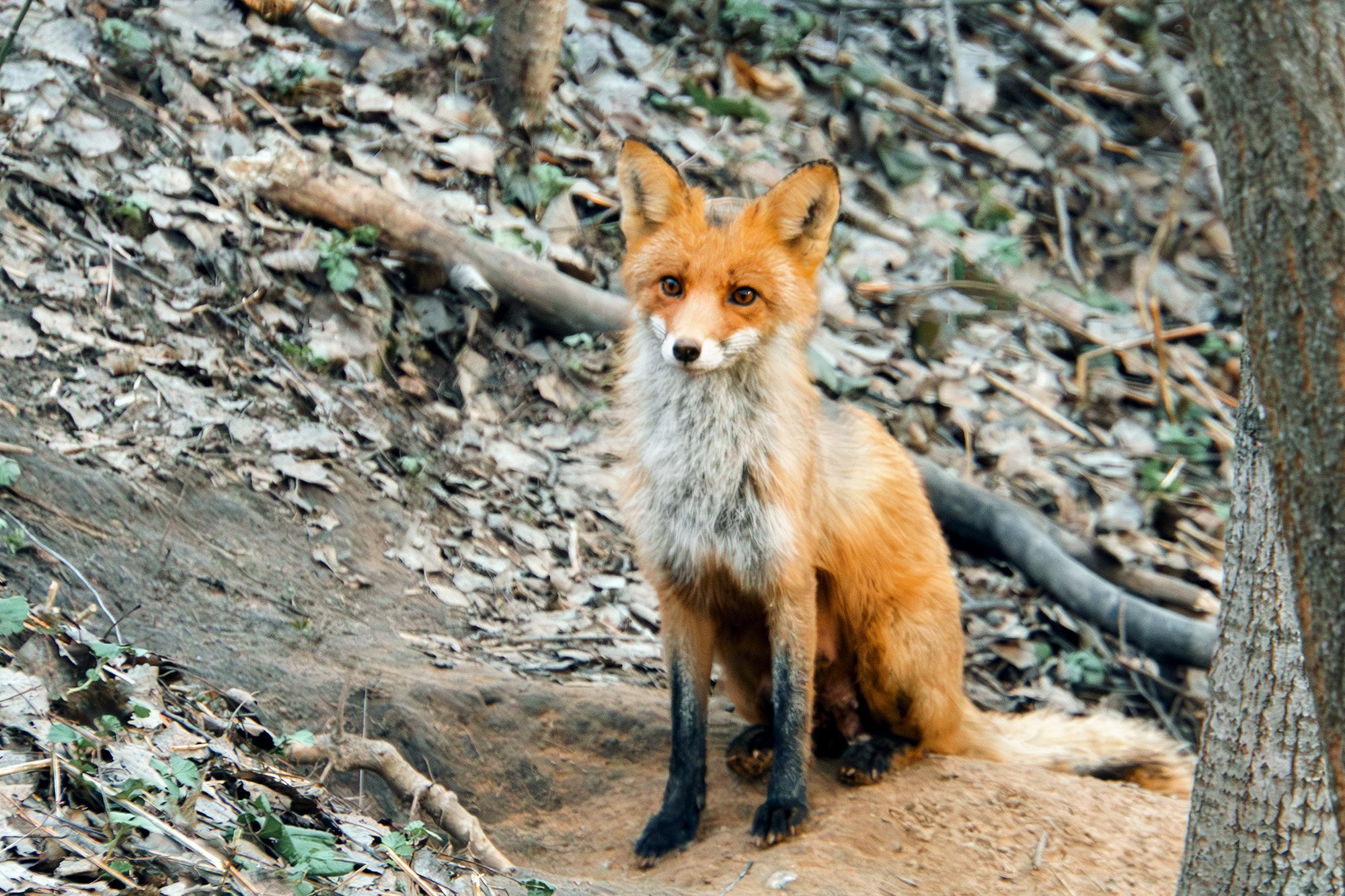 Животные. Ваш личный фотограф Марина Волкова