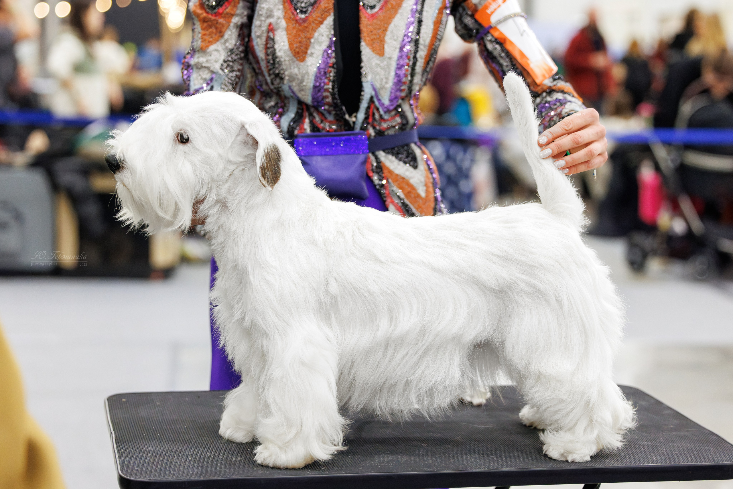 Питер 12-13.12.2025. Фотограф-анималист Юлия Германика