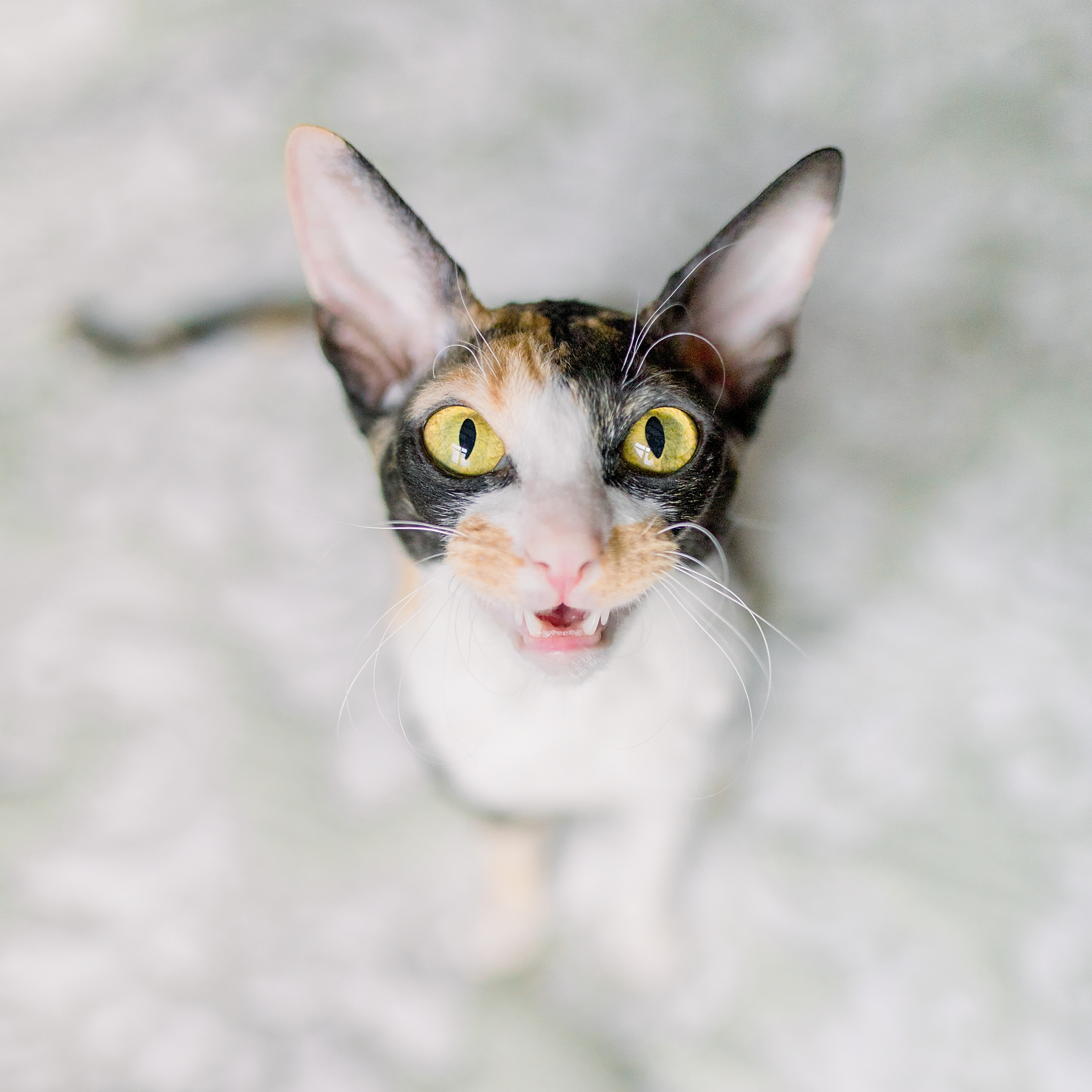 Семейная фотосессия. Лена Крутова. Фотограф в Москве