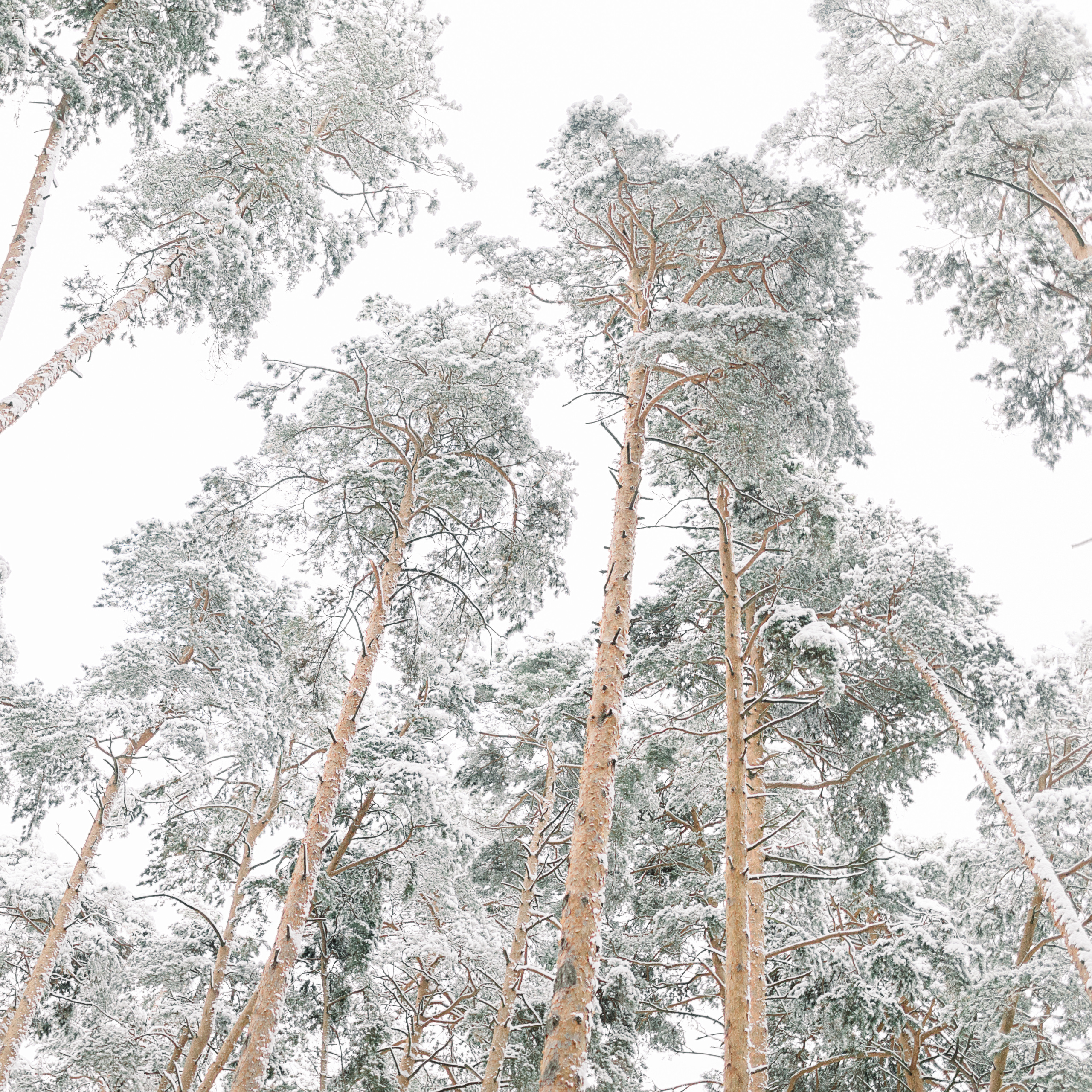Зимняя семейная фотосессия. Лена Крутова. Фотограф в Москве