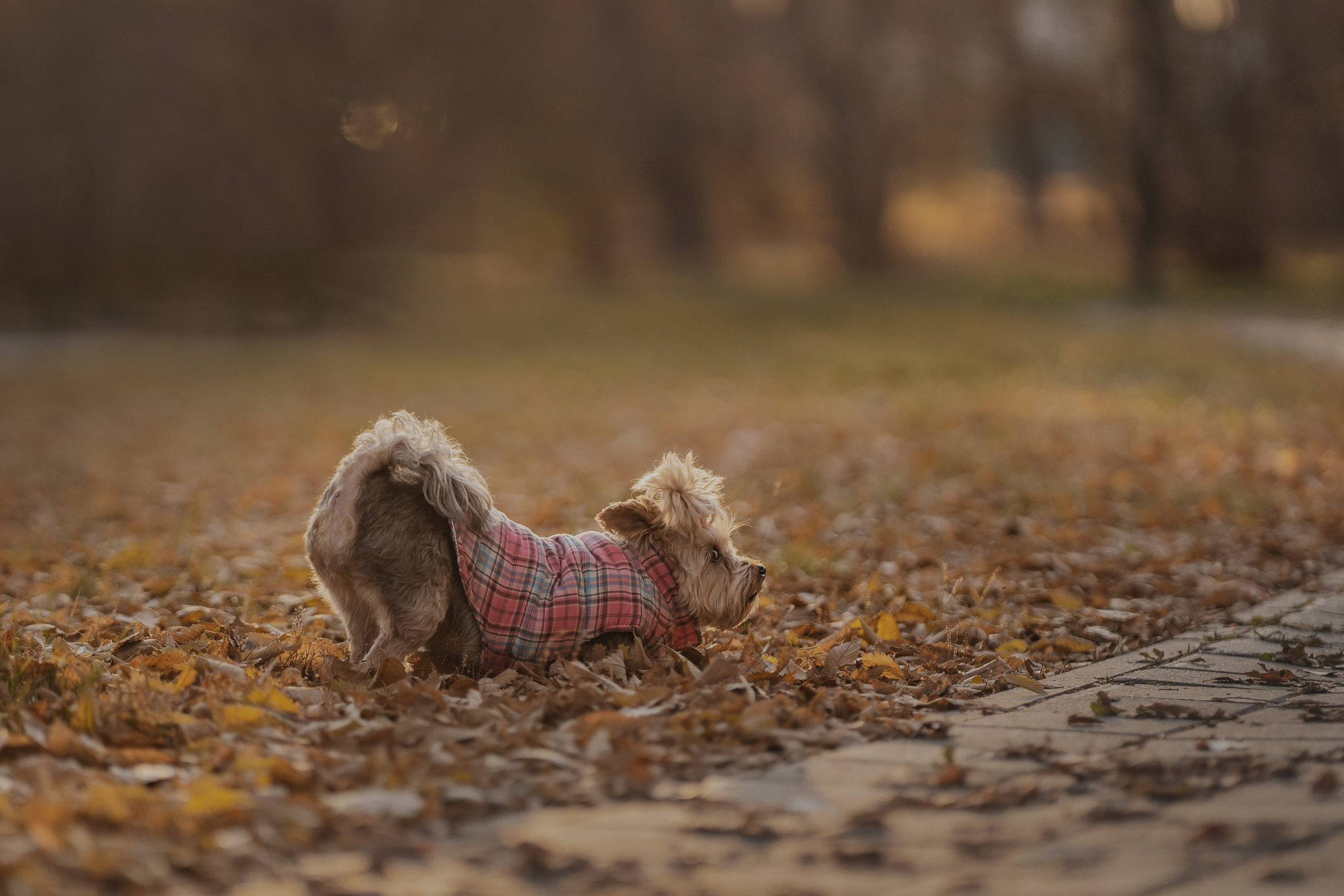 Мария + Роксана (история дружбы). Kameramotor74