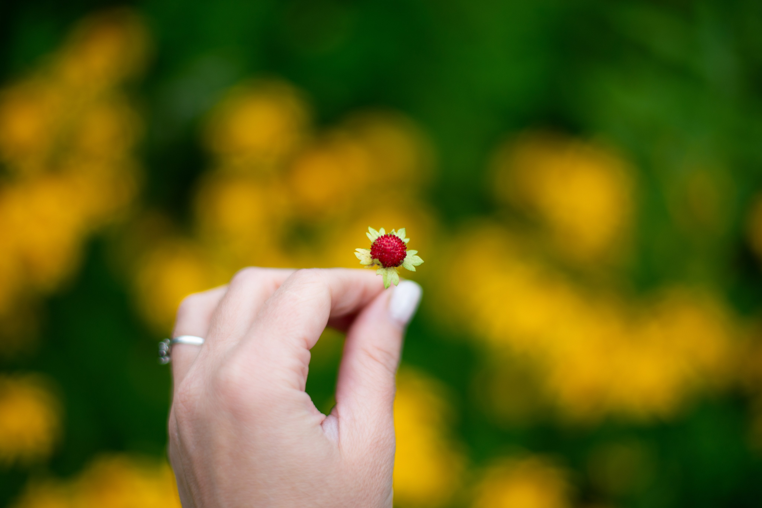 Цветы сада МГУ. Victoria Radjevna Репортажный Фотограф — Видеограф Москва • Санкт-Петербург