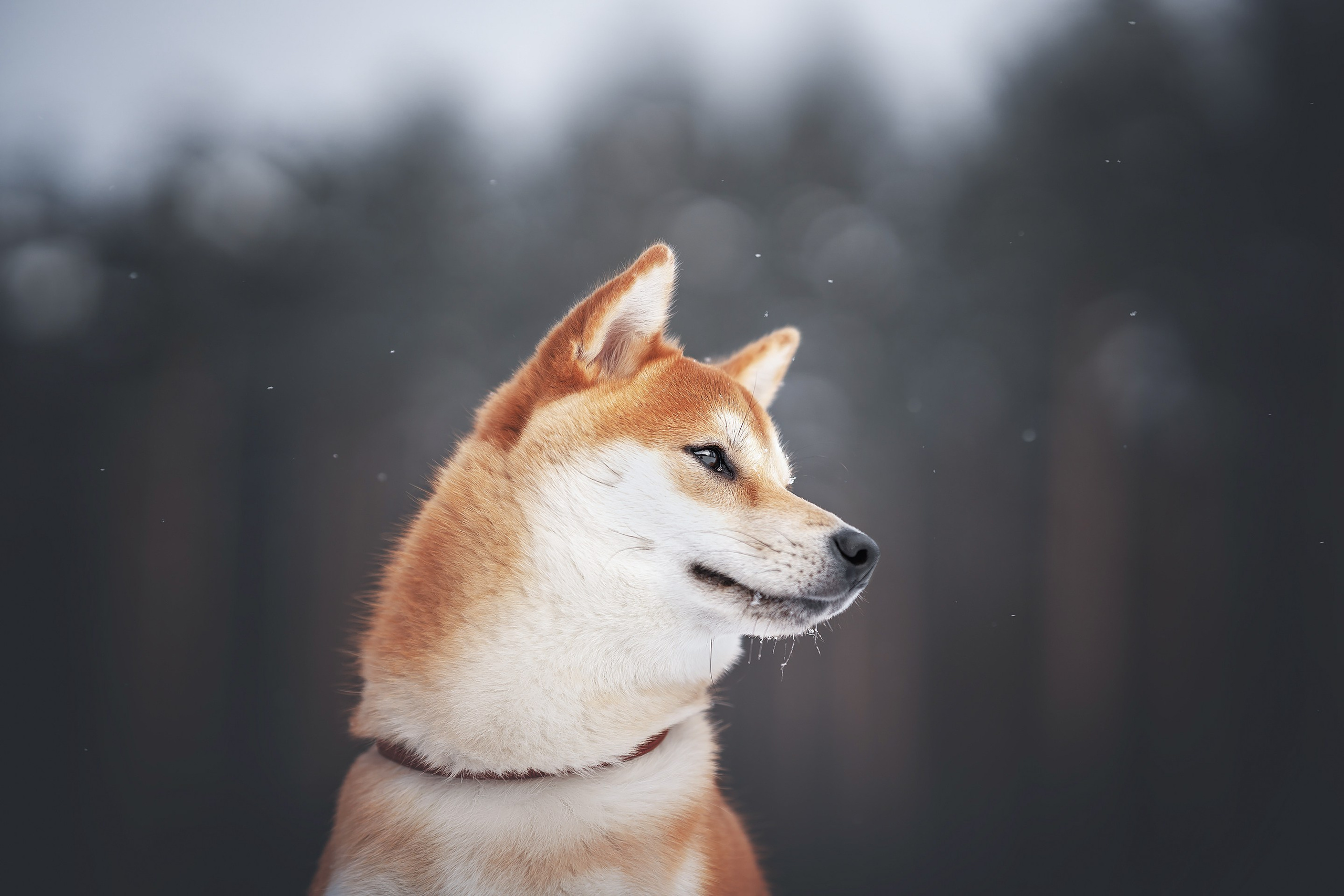 Сабуру. Фотограф анималист Осипчикова Мария