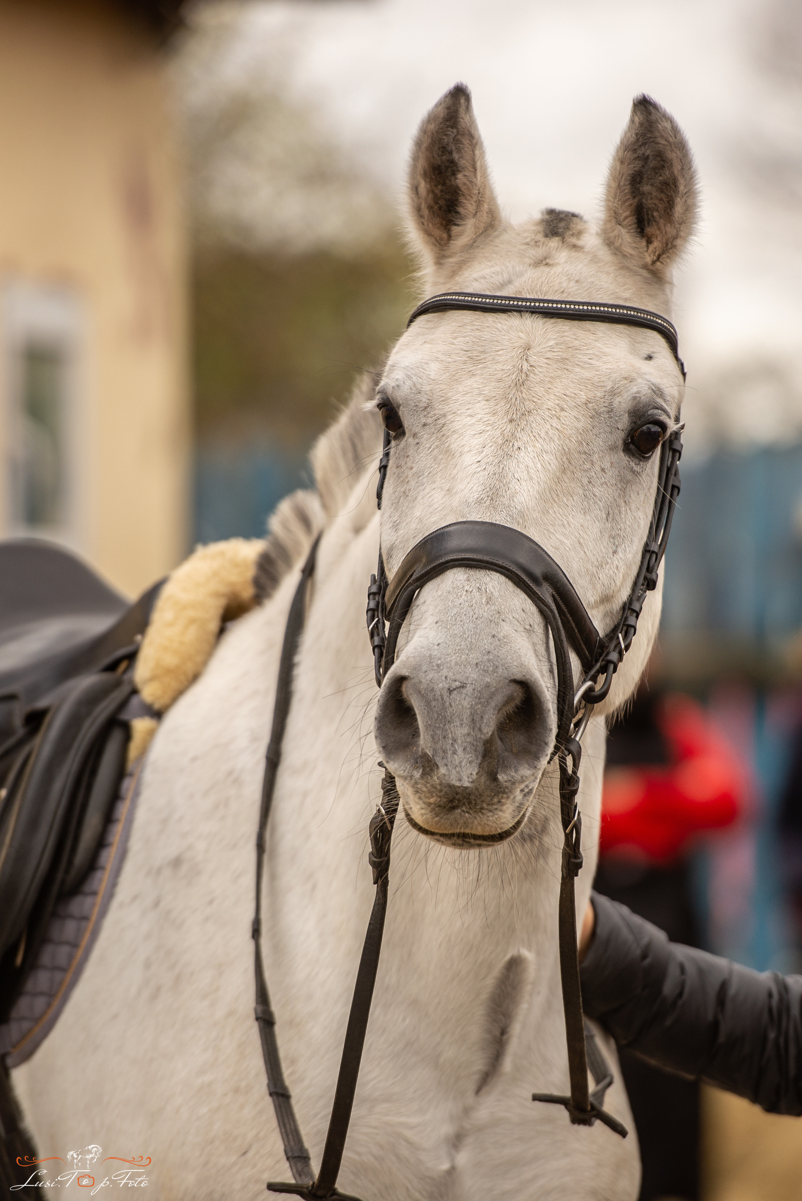 Лошади. Конный и фотограф с животными в Твери Топталова Люся