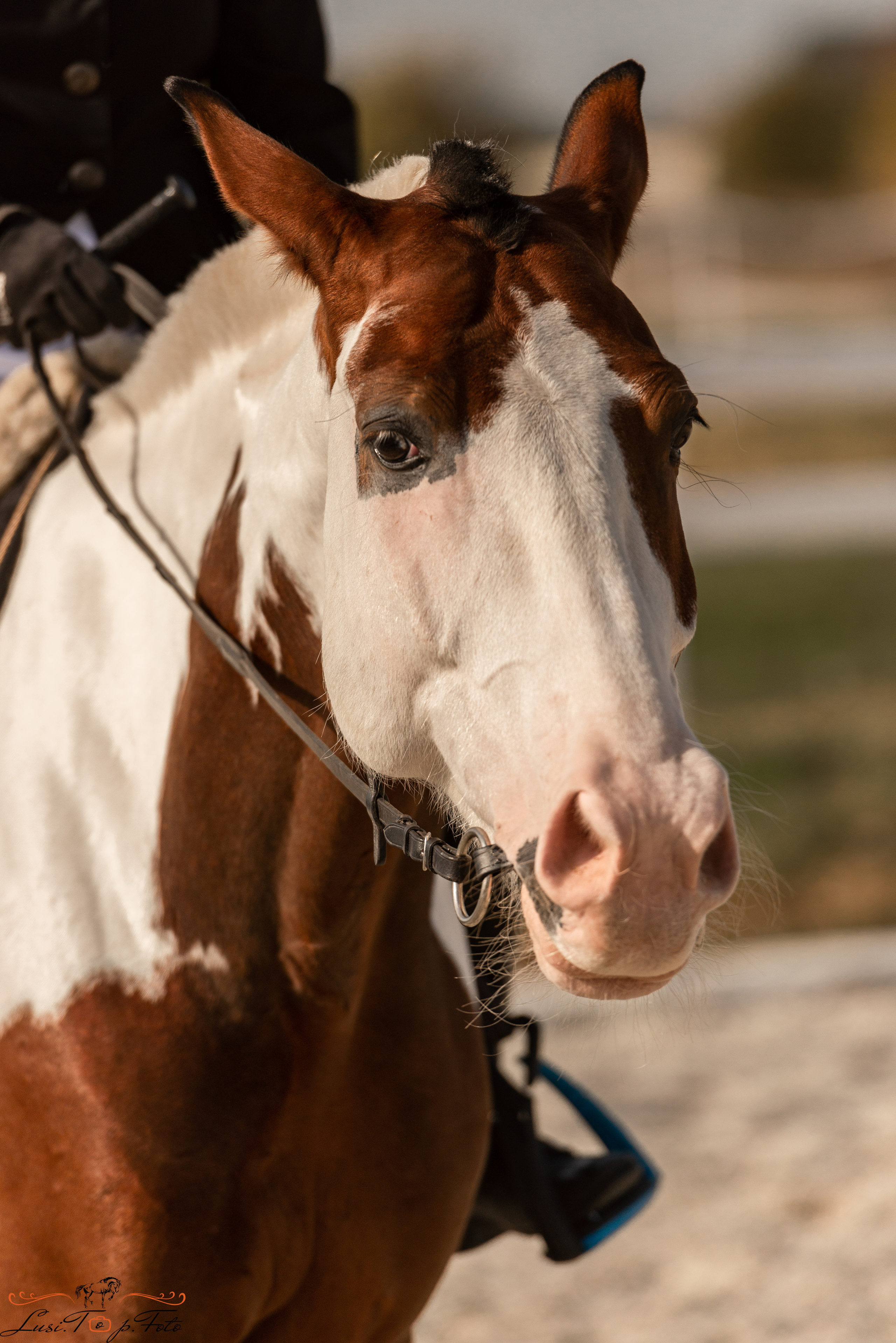 Соревнования. Конный и фотограф с животными в Твери Топталова Люся