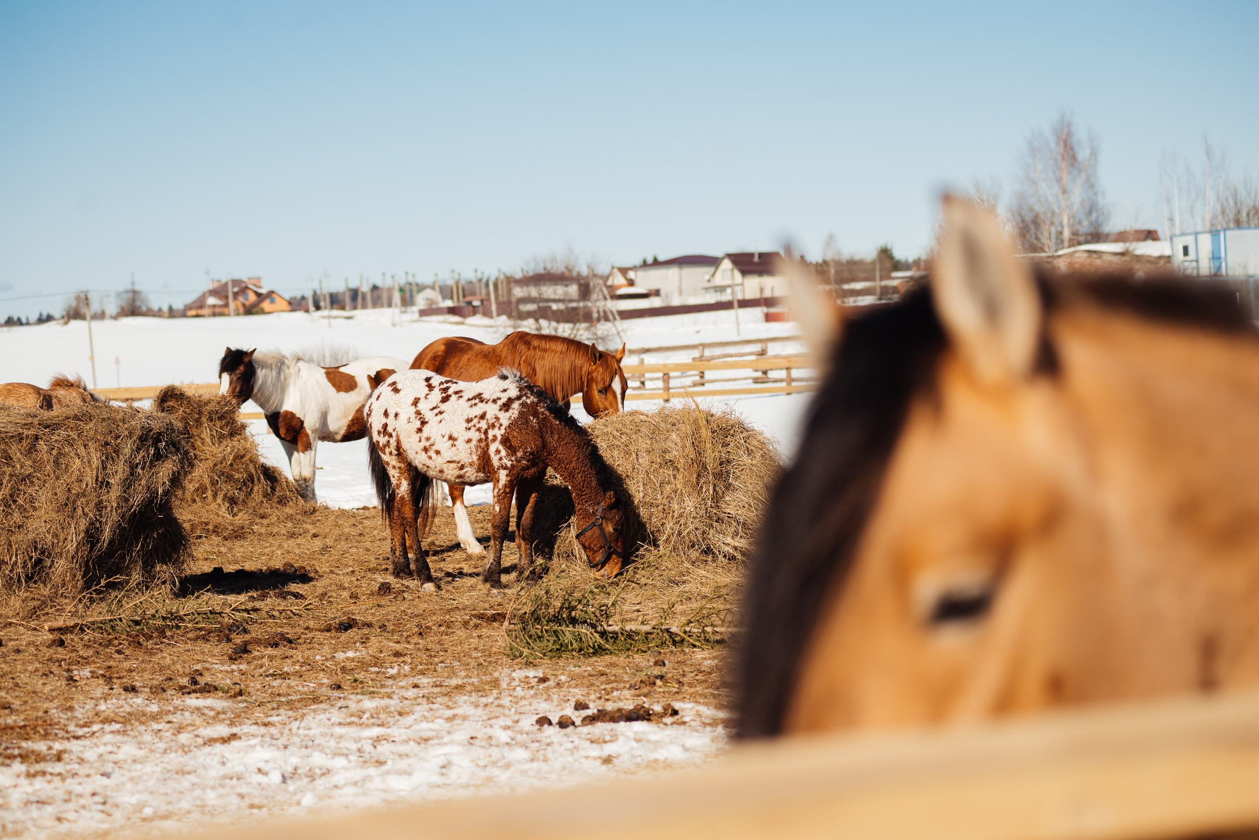Валя Кочевник. Семейный фотограф Клубкова Мария. Поместье Клу