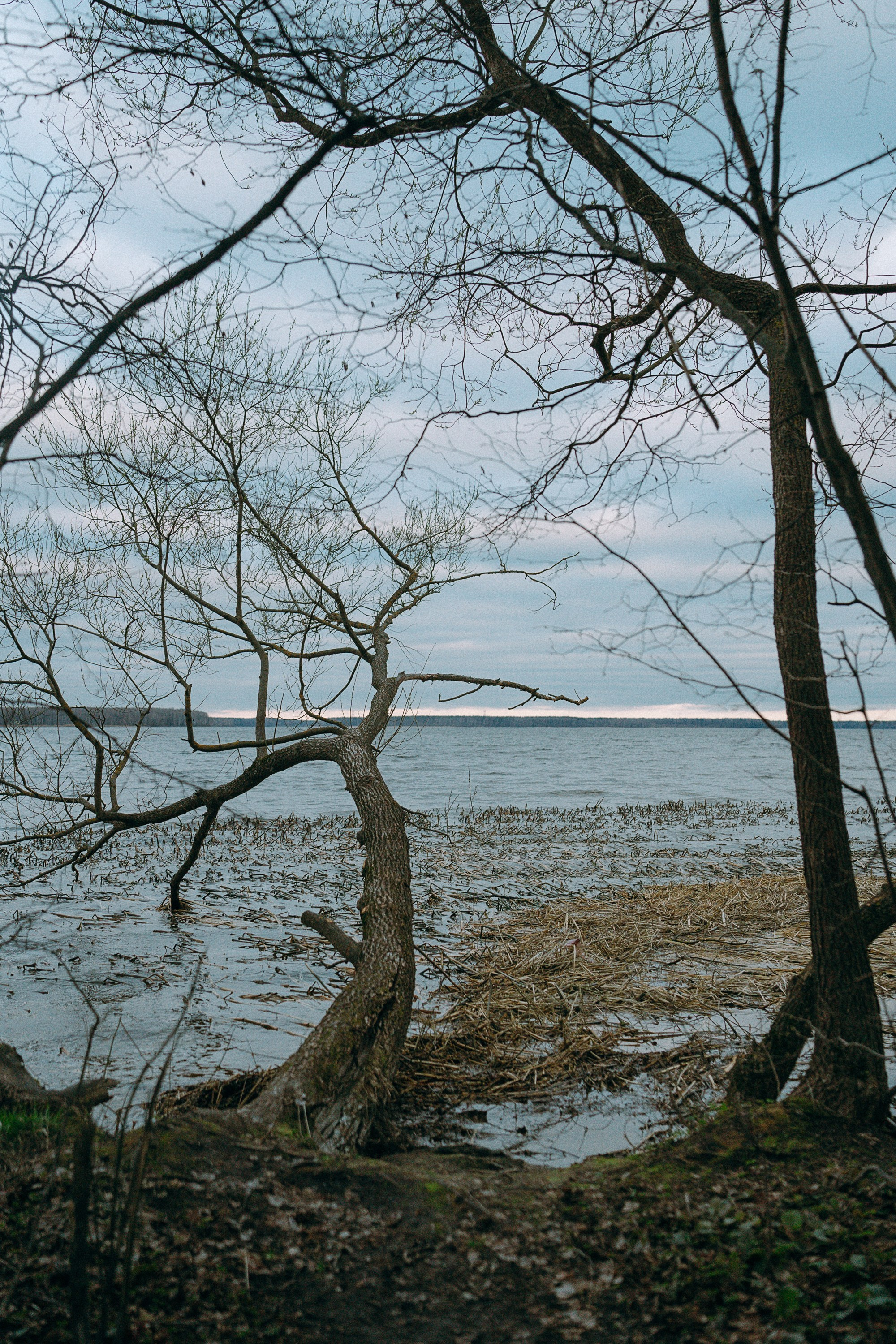 Наташа и Сириус. Фотограф анималист в Москве и Санкт-Петербурге Свиридова Анна