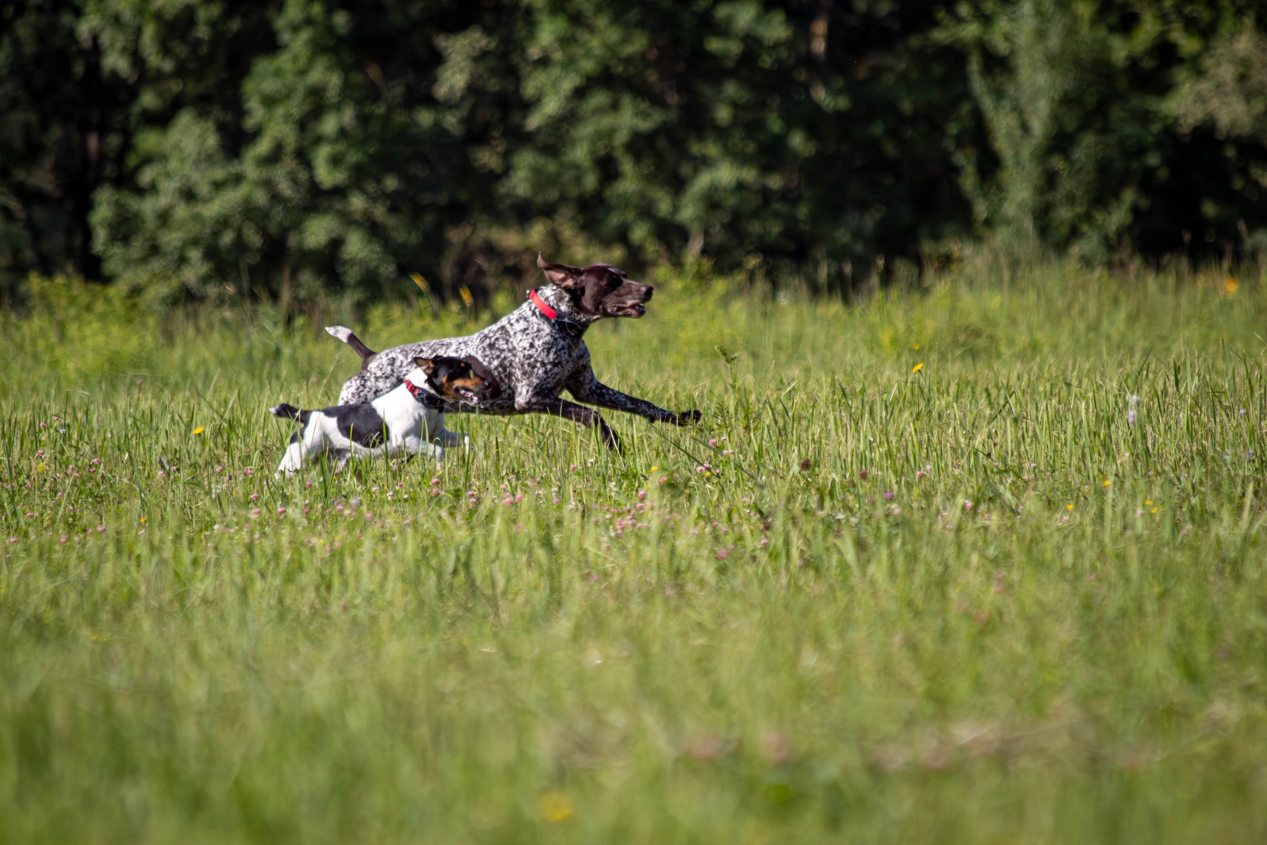 Курсинг. Фотограф анималист — Тула, Москва