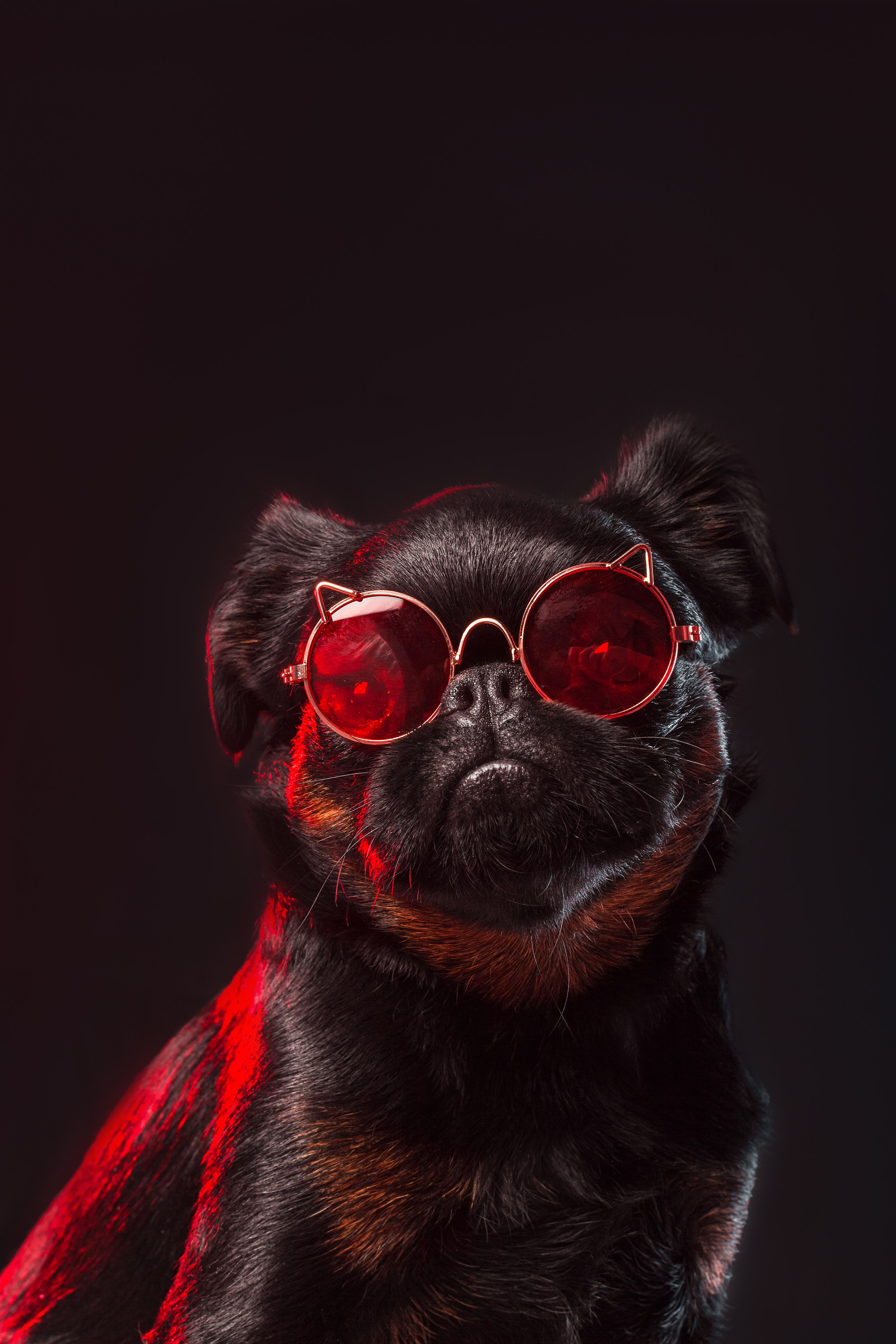 Студийная фотосессия с цветным светом. Фотограф-анималист Татьяна Степанова