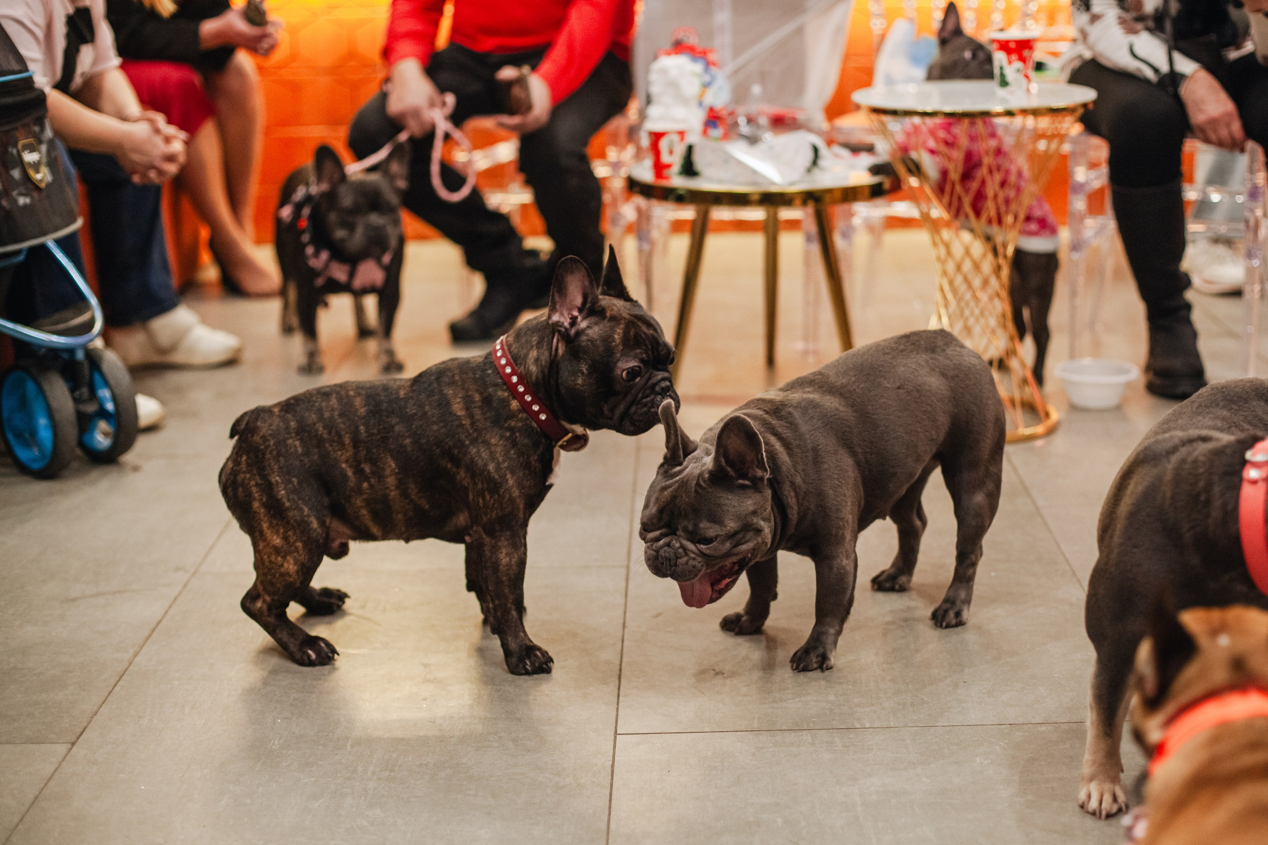 Бульёлка 2024. Фотограф-анималист Татьяна Степанова