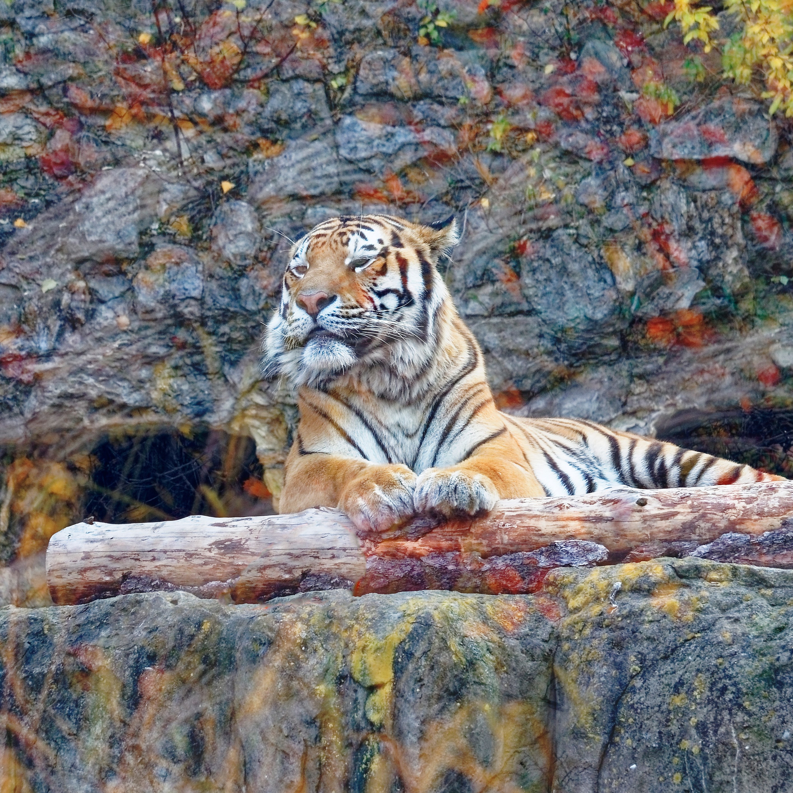 МОСКОВСКИЙ ЗООПАРК. Фотограф Владимир Роля