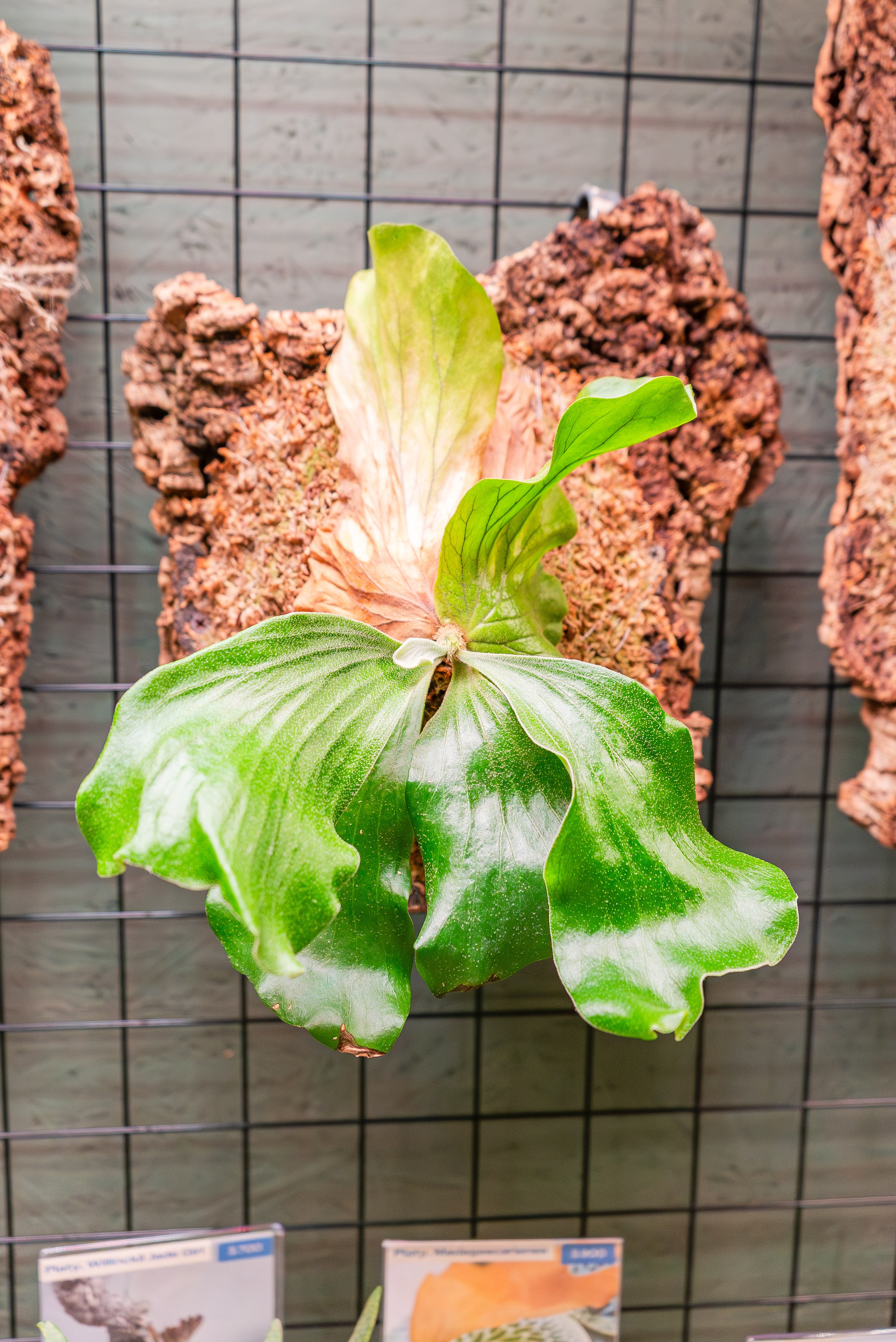 Make more plants. Александра Куликова фотограф, Москва