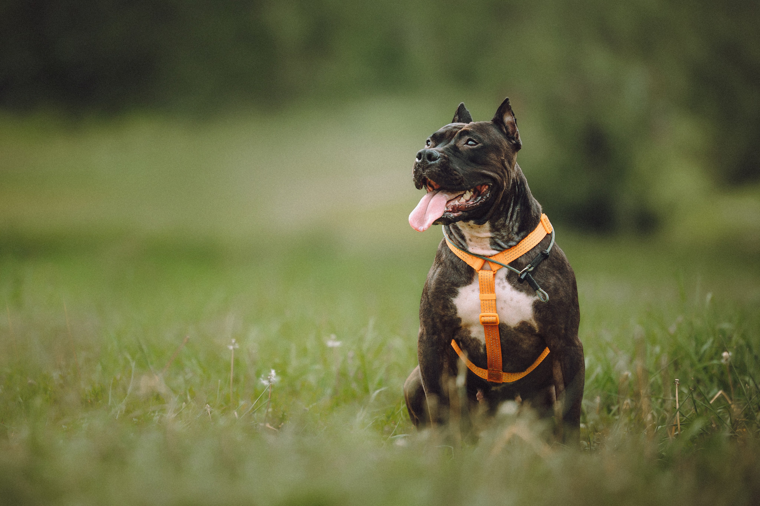 Паша, Хайди и Тея