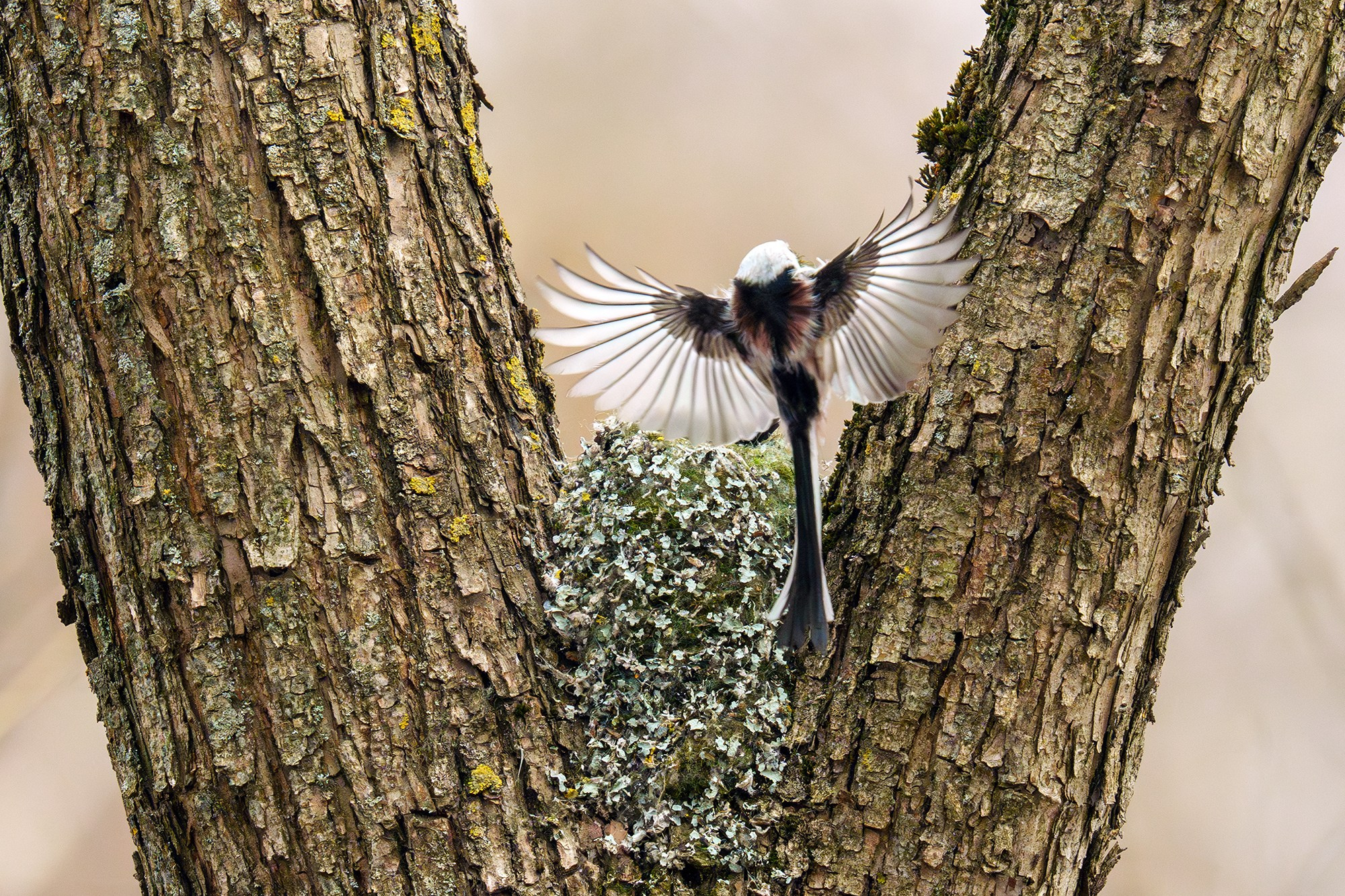 Удивительные мир птиц. Вокруг нас столько прекрасного — присмотритесь!. Ваш личный фотограф Марина Волкова